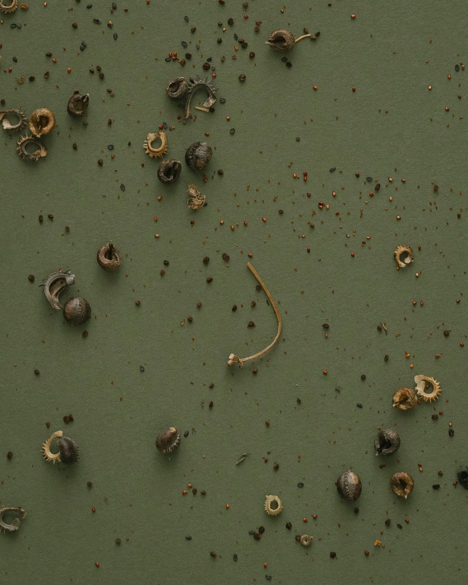 Atelier Petites graines, grande biodiversité