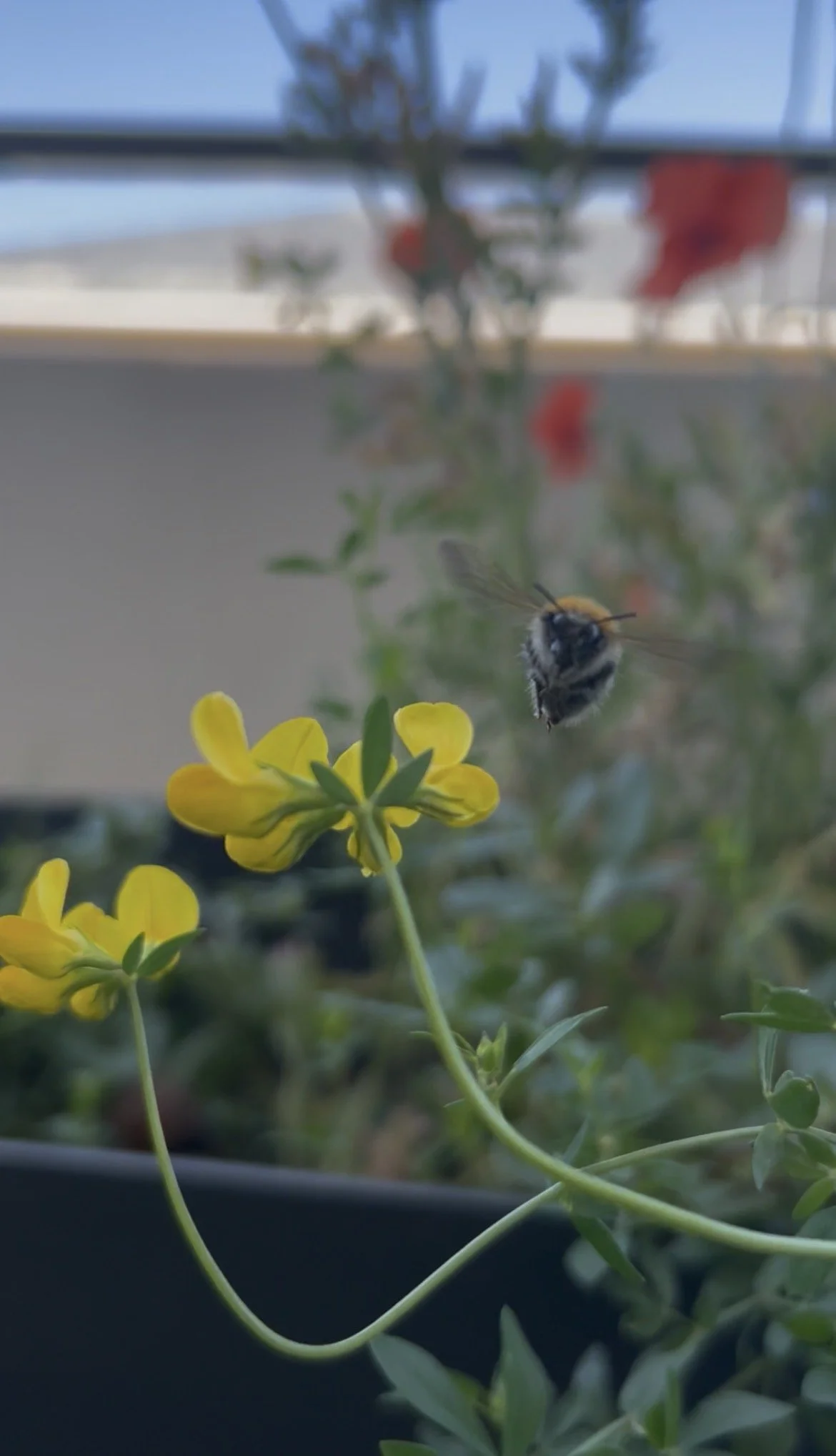 Biodiversité sur les balcons : créons un réseau pour le vivant