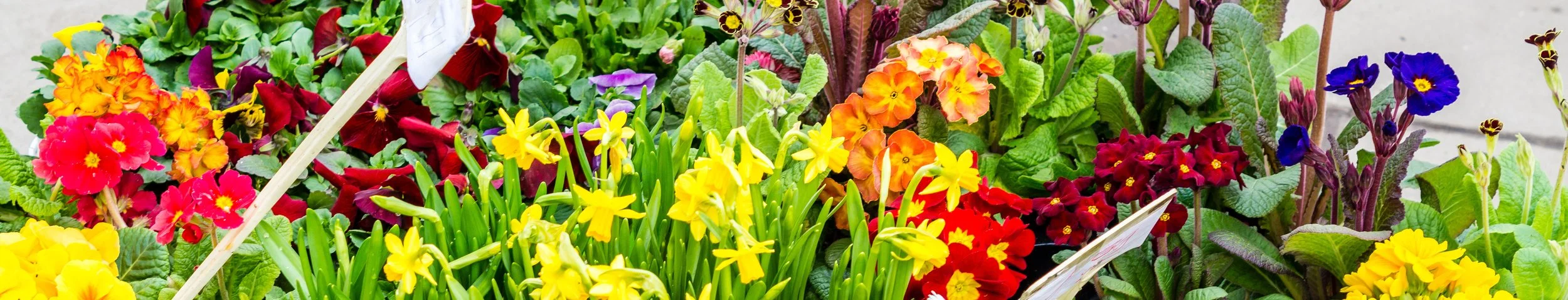 Etal de plantes horticoles en jardinerie