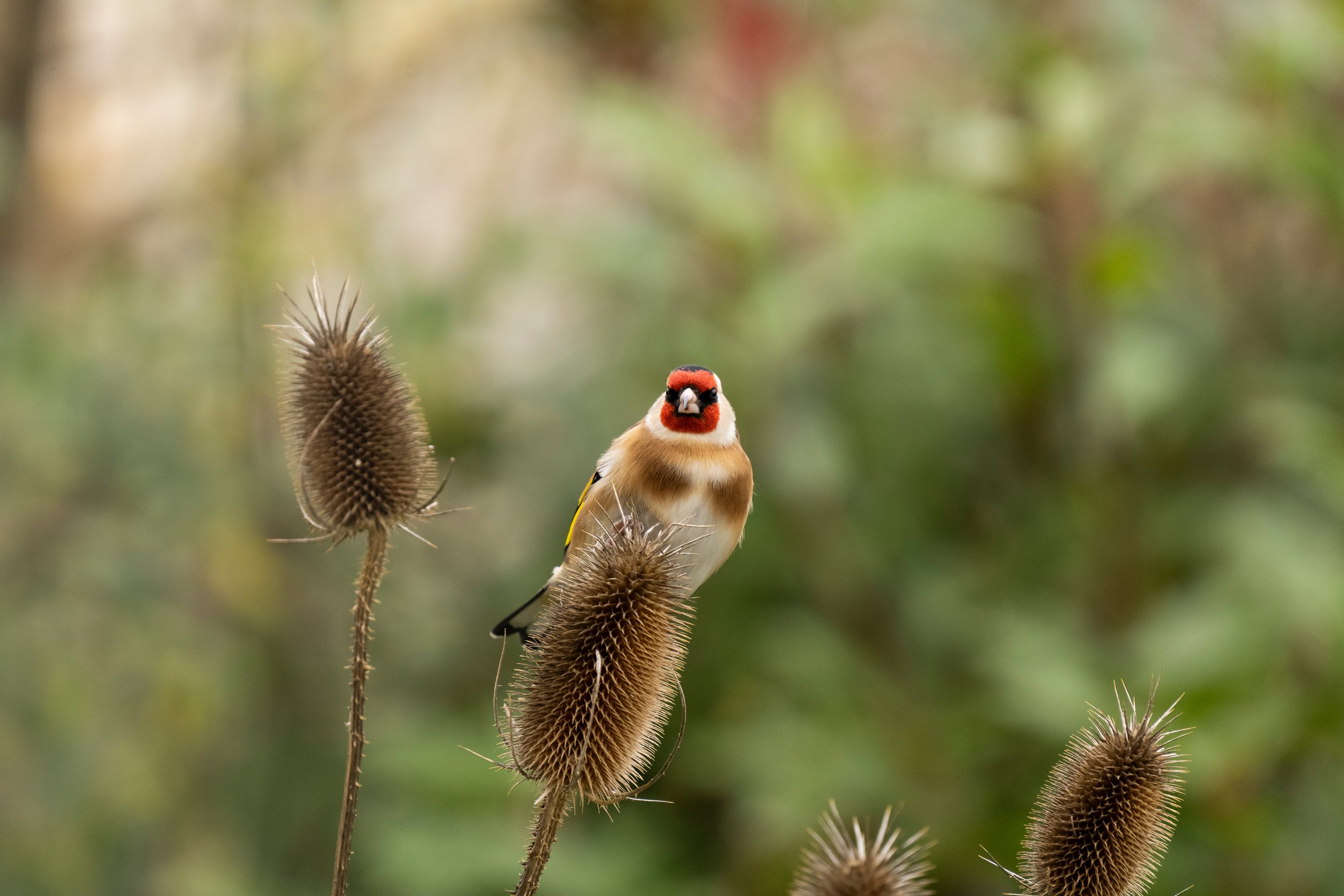 chardonneret élégant sur cabaret des oiseaux