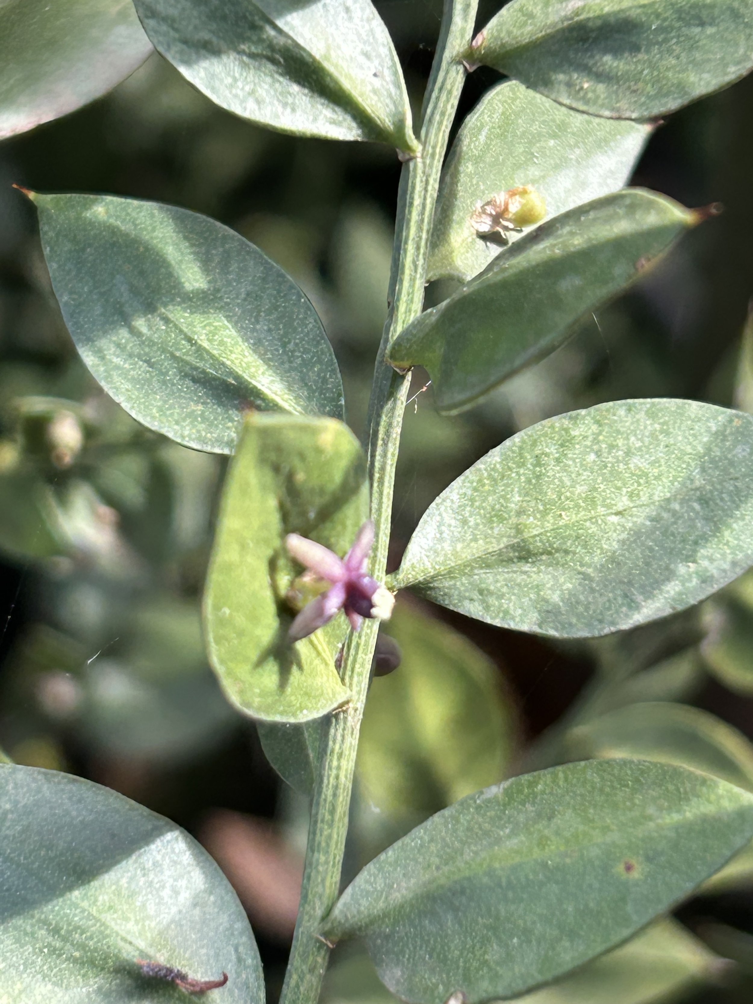Fragon petit-houx en fleur