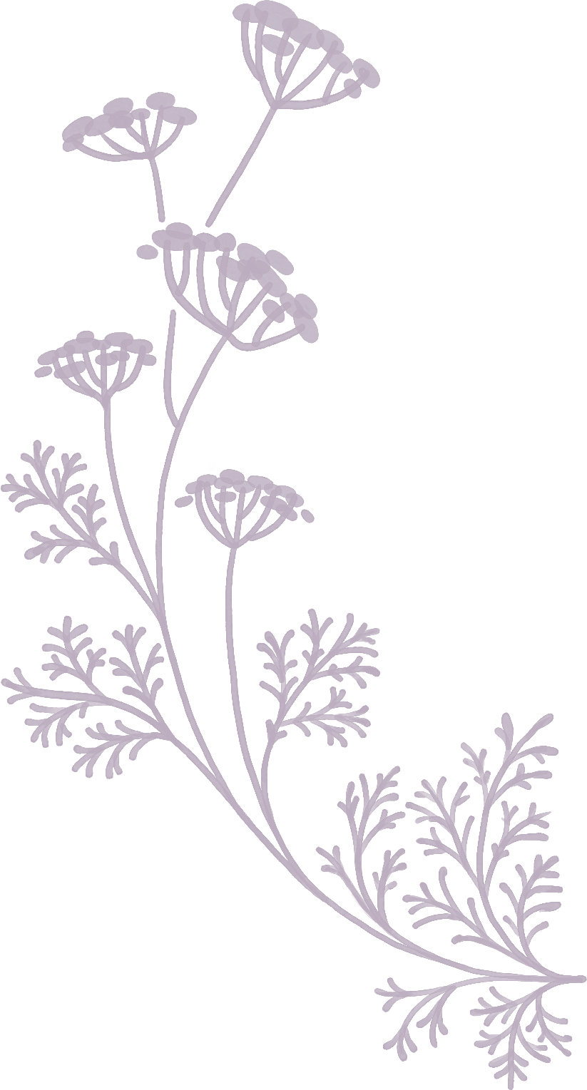 Outline illustration of lavender plant with multiple flowering stems and detailed leaves, in a light purple color on a black background.