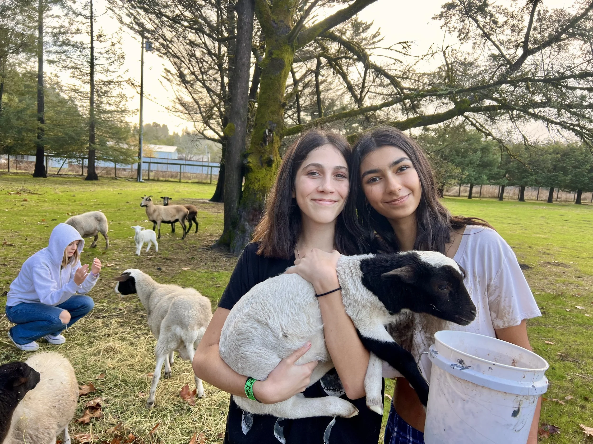 Best Pic of girls feeding sheep 2.jpeg