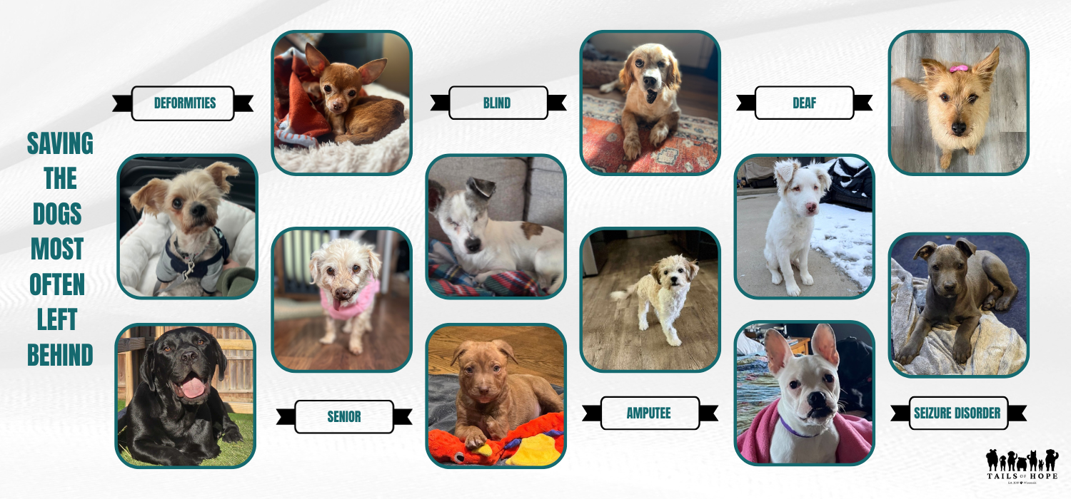 CURRENT BRANDING - WEBSITE BANNERS  (1).png