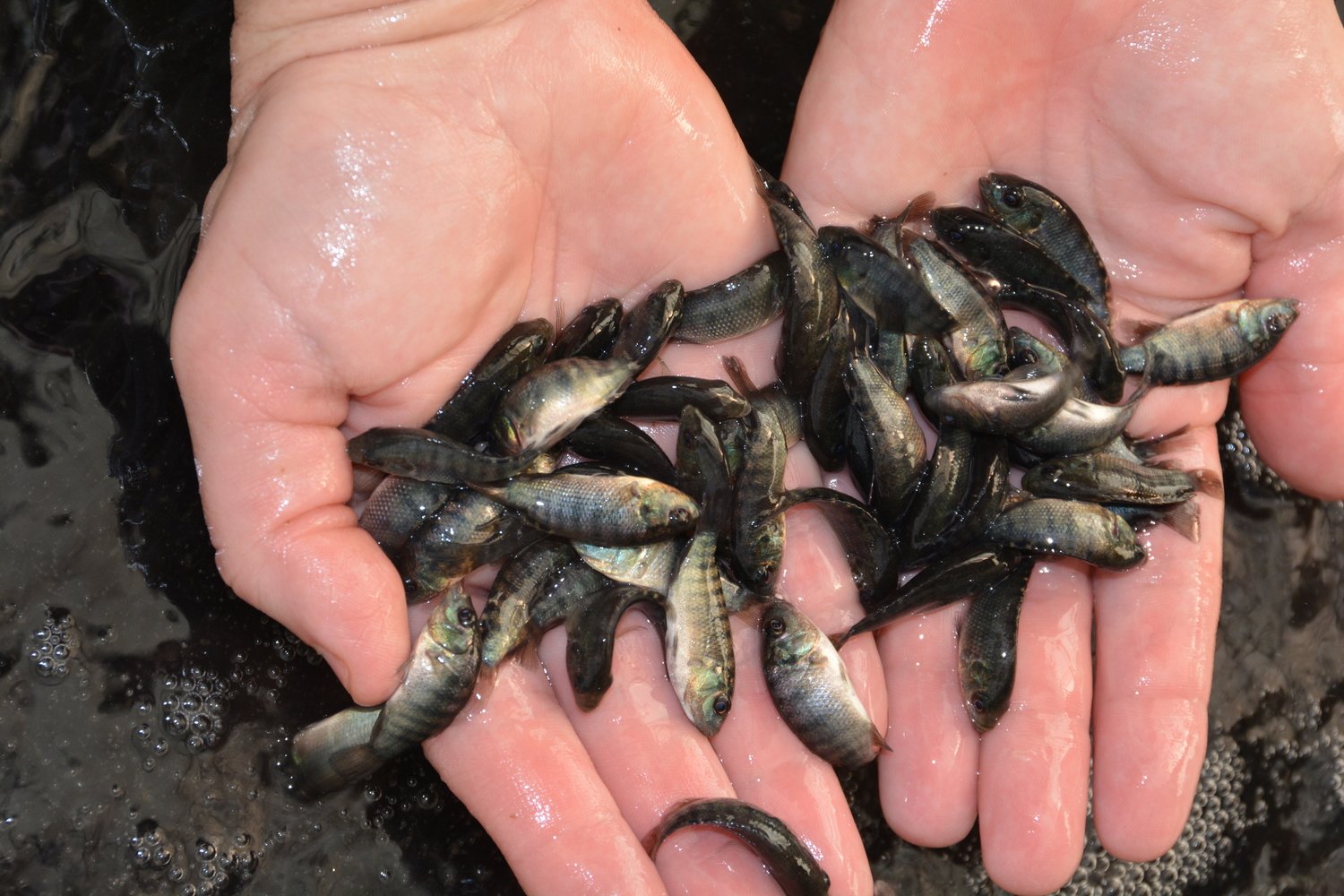 Small fish in hands