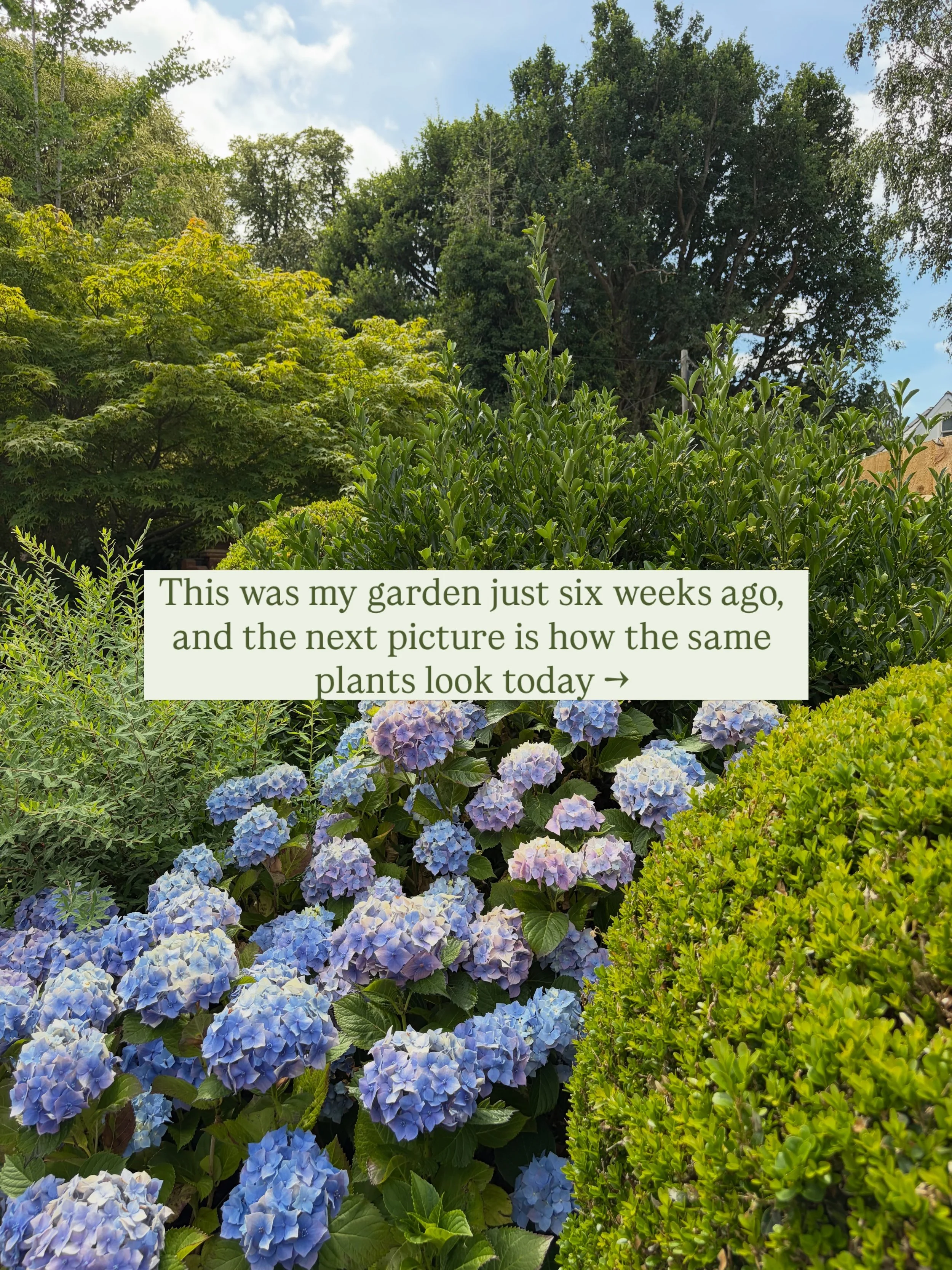 I&rsquo;m no gardening expert, I just try to learn from my plants (and my mum) and let my garden take the lead, I follow. If something is happy, I&rsquo;ll do more of it. I generally don&rsquo;t weed and that&rsquo;s how I get more flowers, more inse