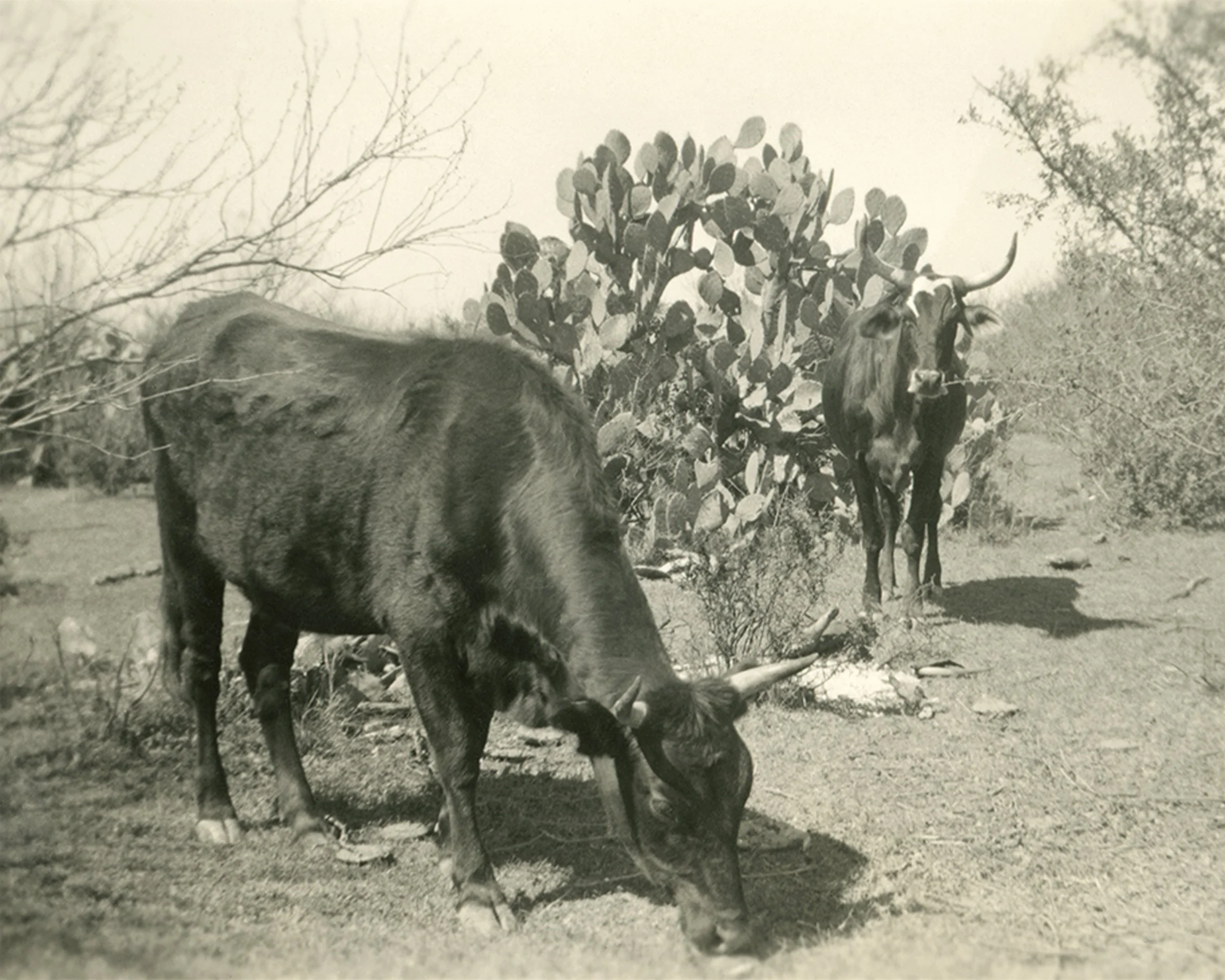 #1567 A. R. Mitchell Photo Collection