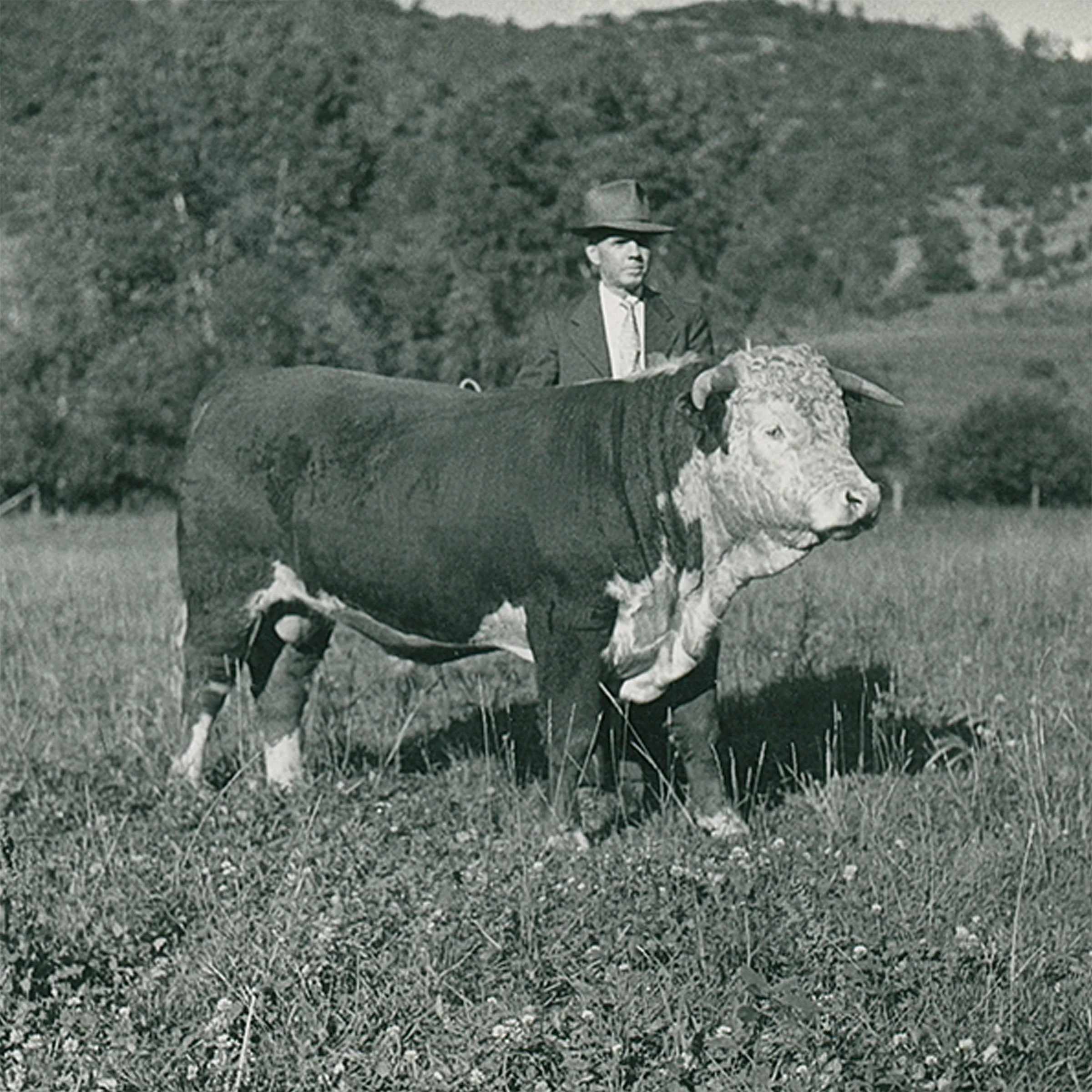 #484 A. R. Mitchell Photo Collection