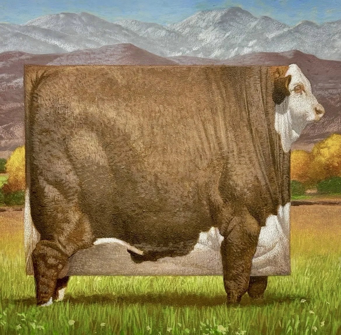 C.F. Payne - Colorado Hereford