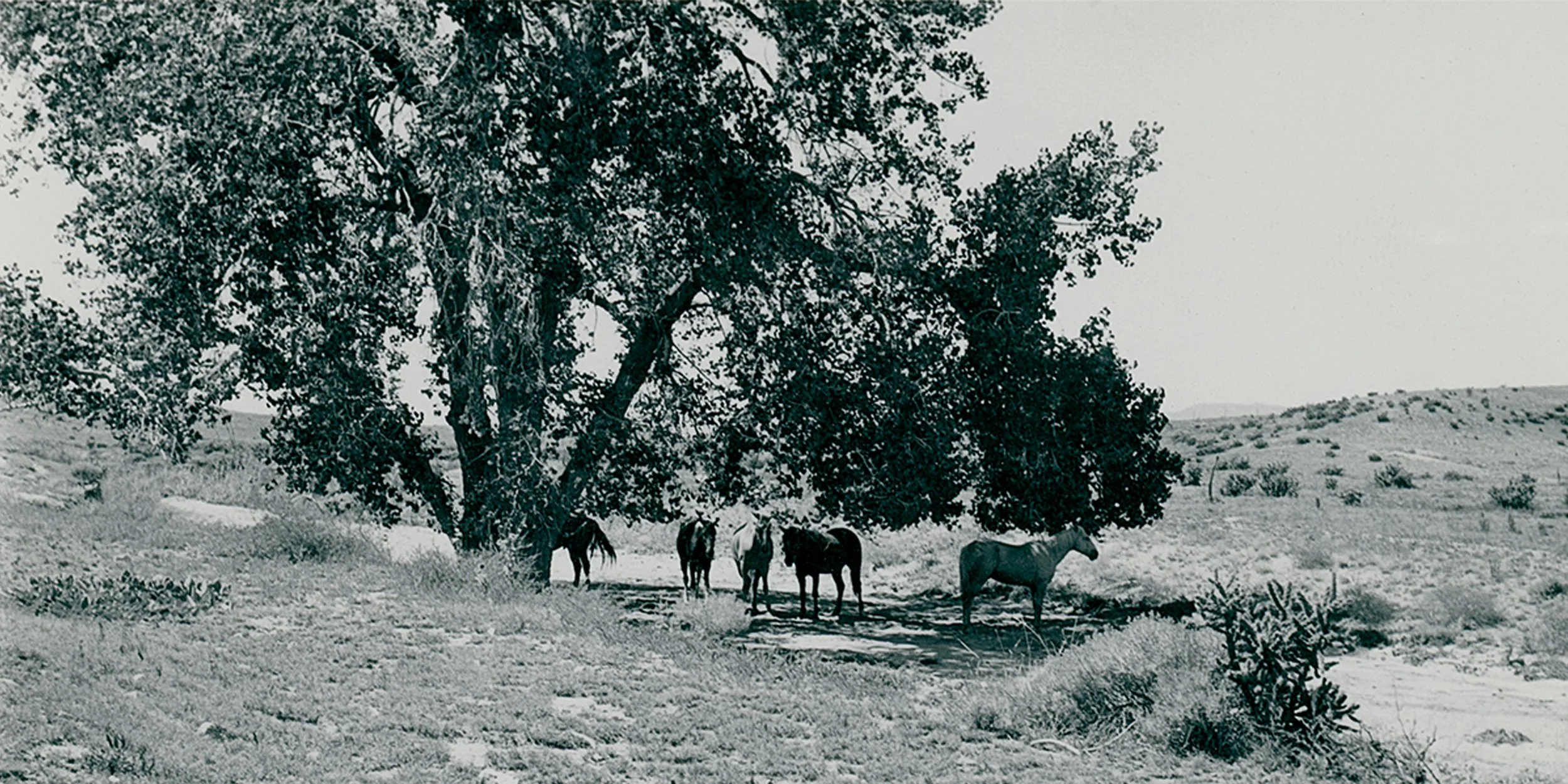 #381 A. R. Mitchell Photo Collection