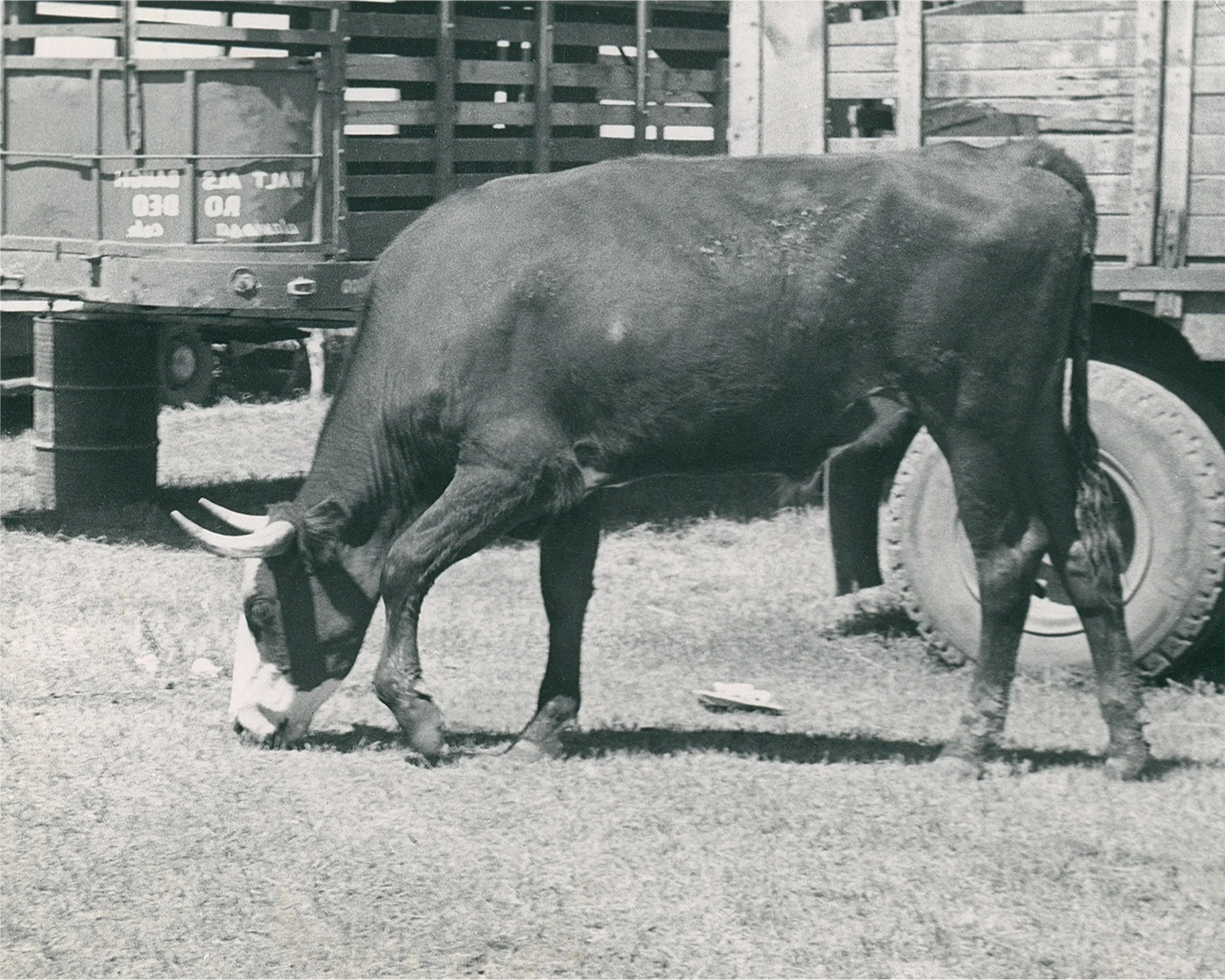 #411 A. R. Mitchell Photo Collection