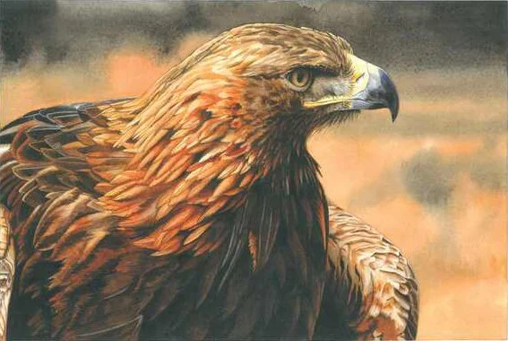 Alicia Vineyard "Golden Eagle"