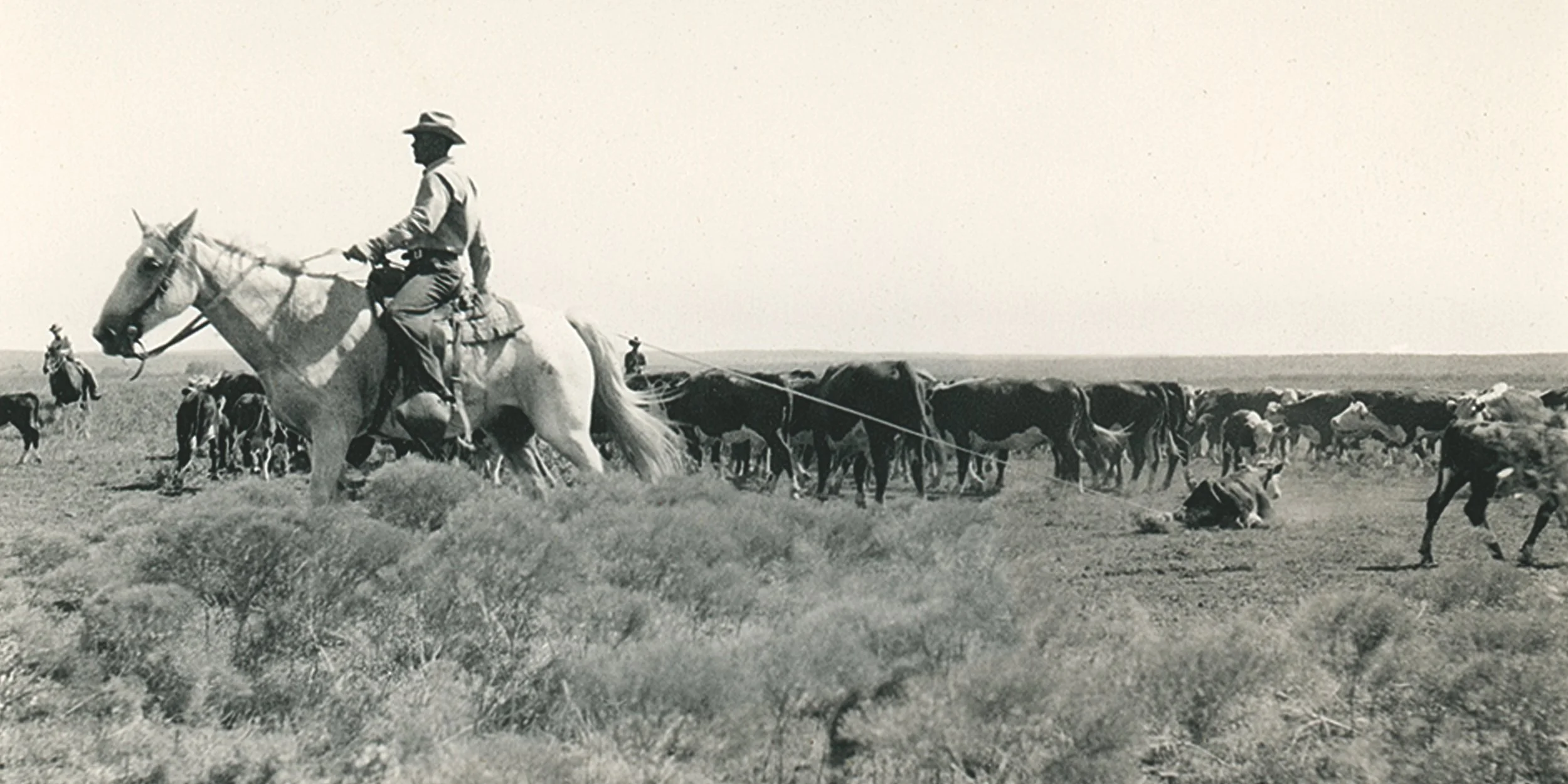 #737 A. R. Mitchell Photo Collection