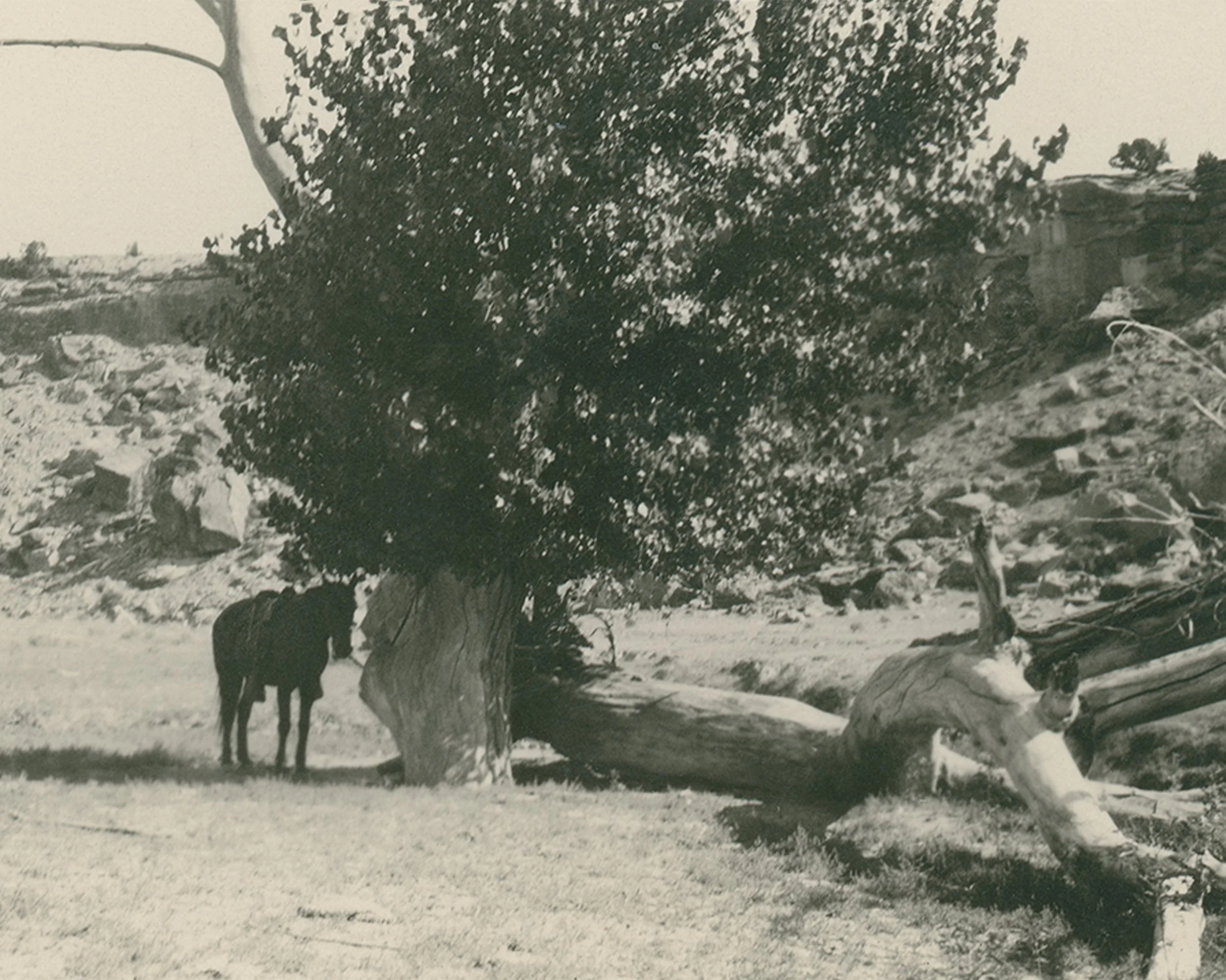 #124 A. R. Mitchell Photo Collection