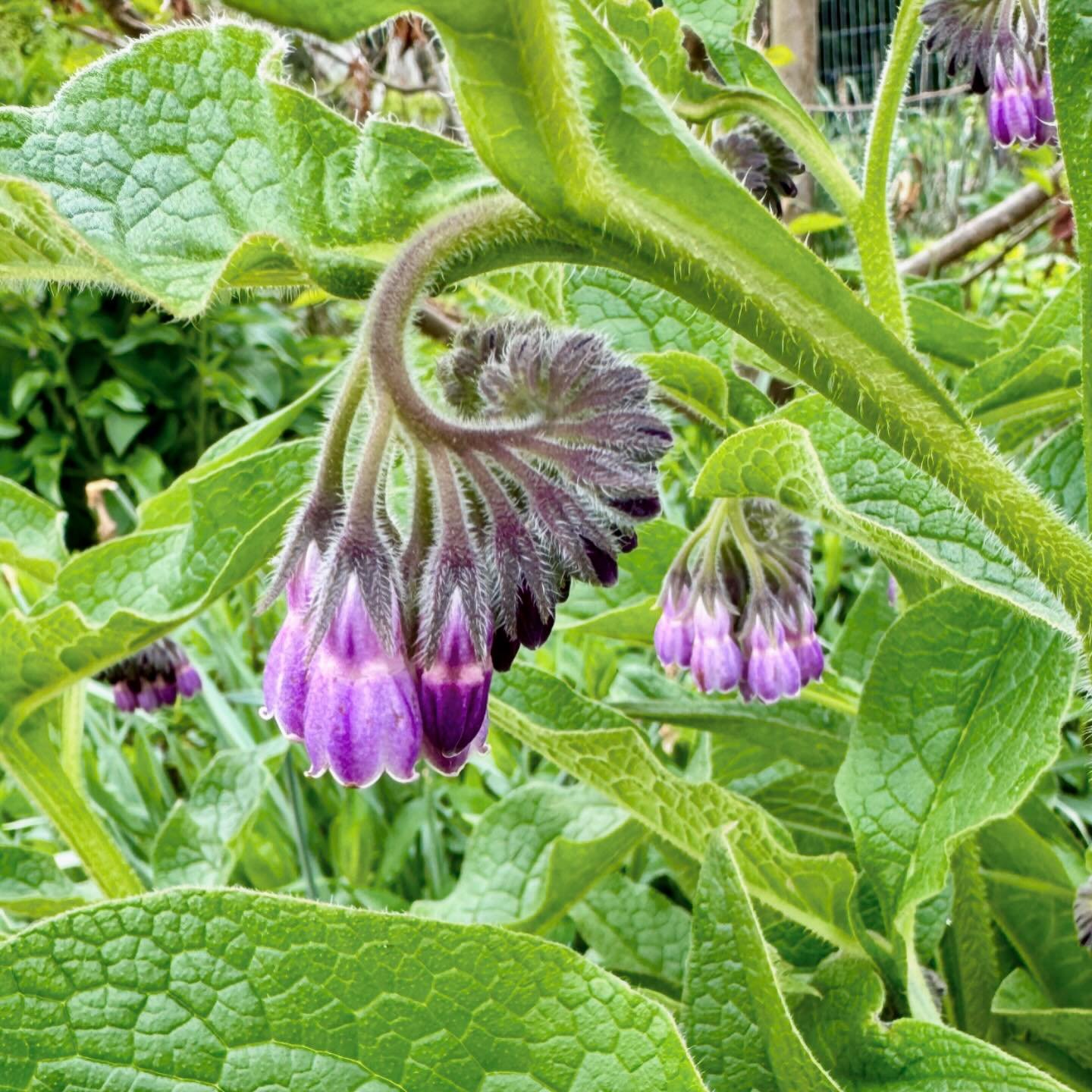 Comfrey. Compost superstar. Stunning flowers. Prolific grower so gearing up for the first batch of comfrey compost tea of the year 🌱🌱 trying a new method today, which involves not adding water at all, resulting in a highly concentrated liquid to di