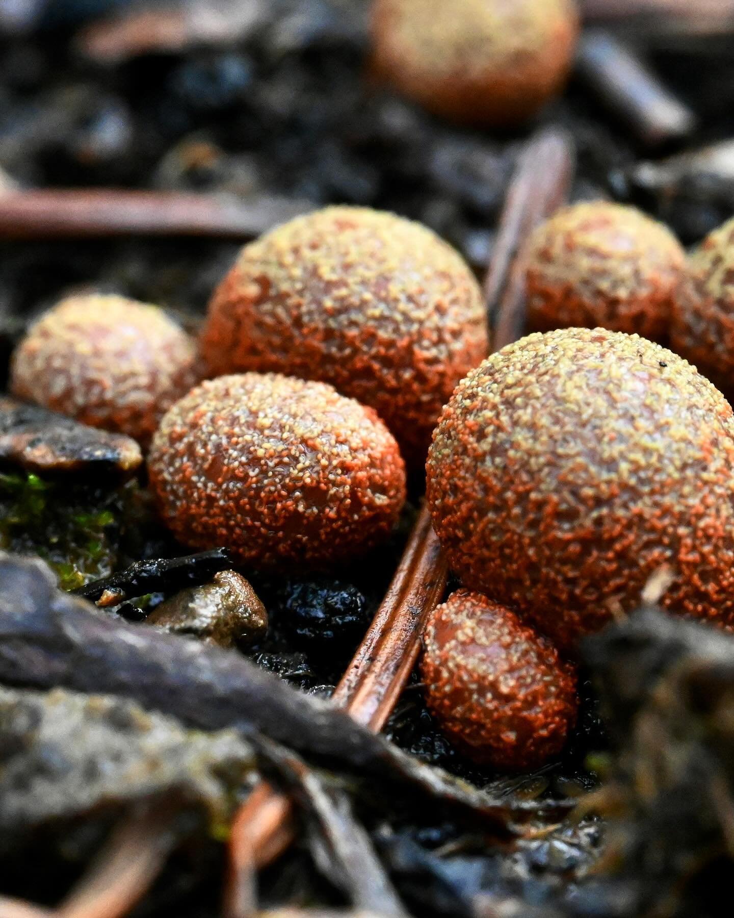 Spotted in the garden - Wolf's Milk slime mold [Lycogala epidendrum] So bright and blobular, like squishy little alien eggs hat also happen to support soil health by aiding the decomposition of plant matter and recycling nutrients back into the soil.