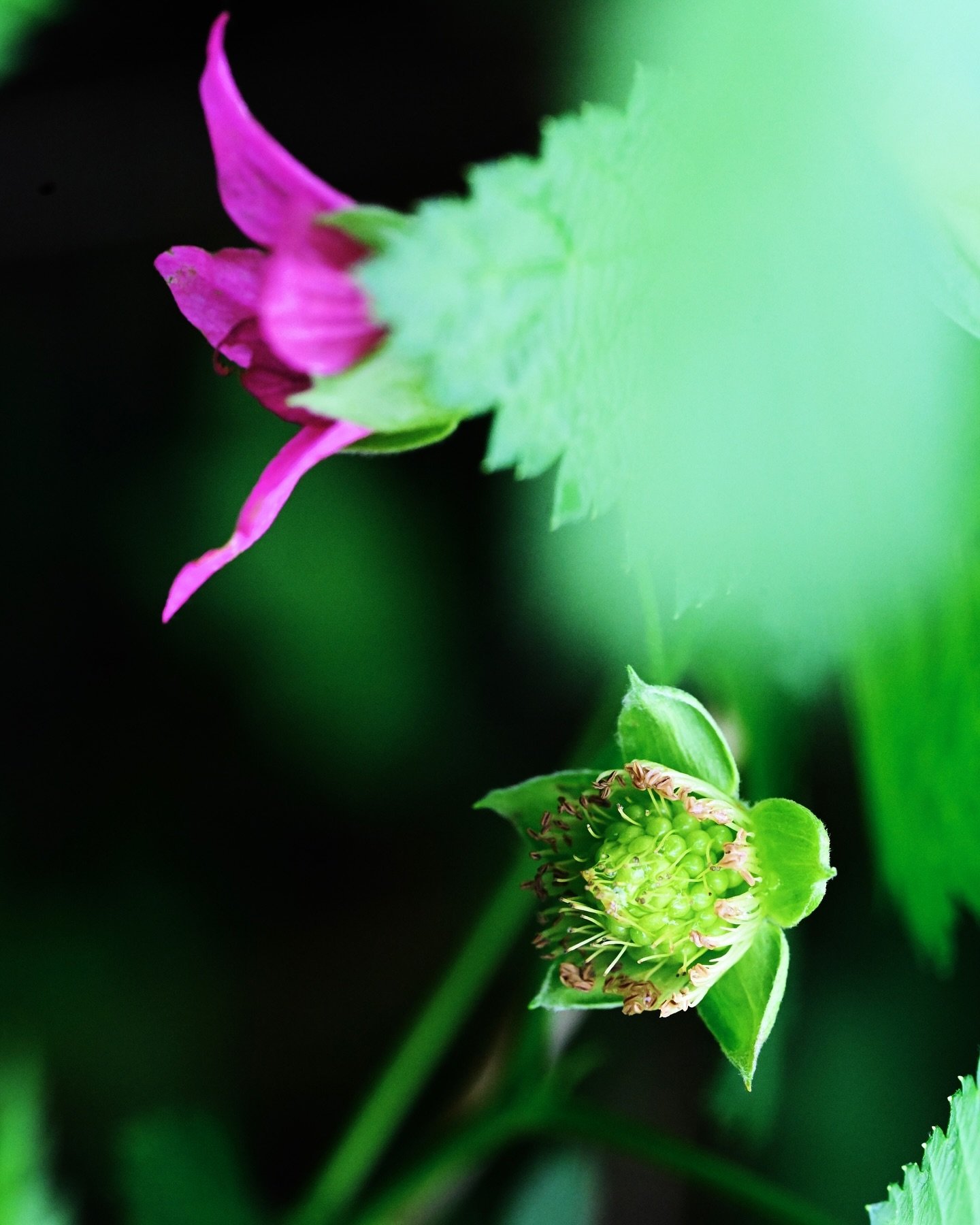 A salmonberry emerging. 

During my permaculture certification I dove deep into the history and cultural significance of first foods - native plants that were the dietary foundation of Native American tribes. For many tribes of the Pacific Northwest,