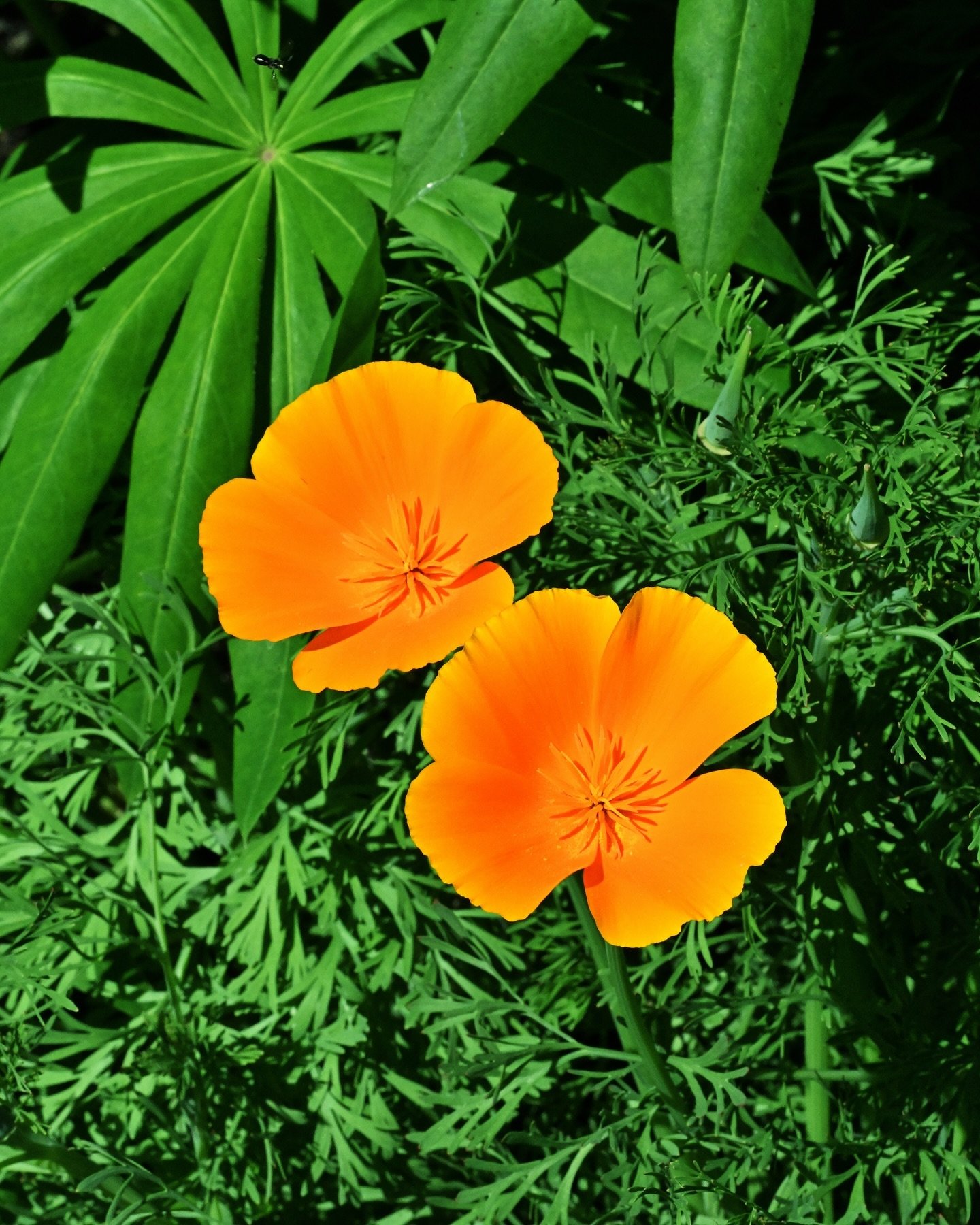 Eschscholzia californica basking in yesterday's sunshine. 

I have a long-term love affair going on with poppies, and the California poppy in particular fills me with joy and gratitude - gratitude for being fortunate enough to have spent decades livi