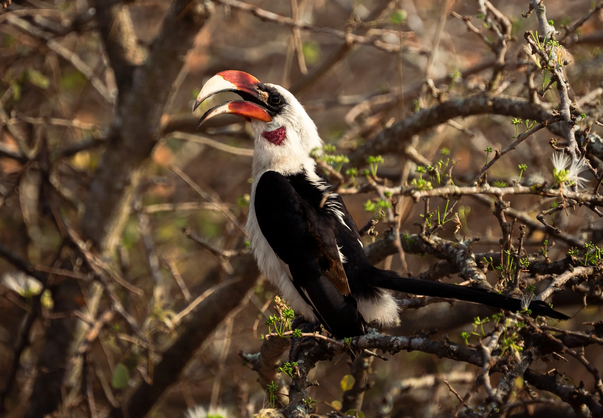Von der Decken's Hornbill - Serengeti National Park