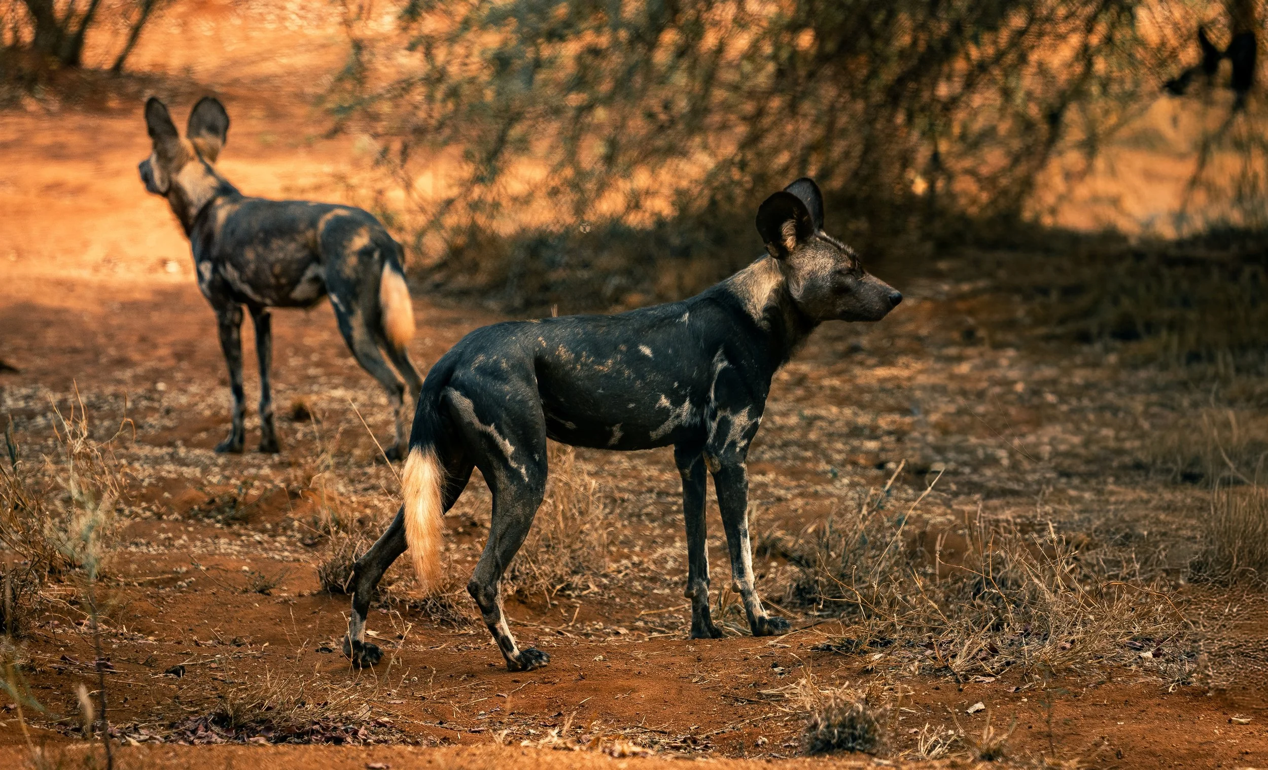 African Painted Dog - Mkomazi National Park