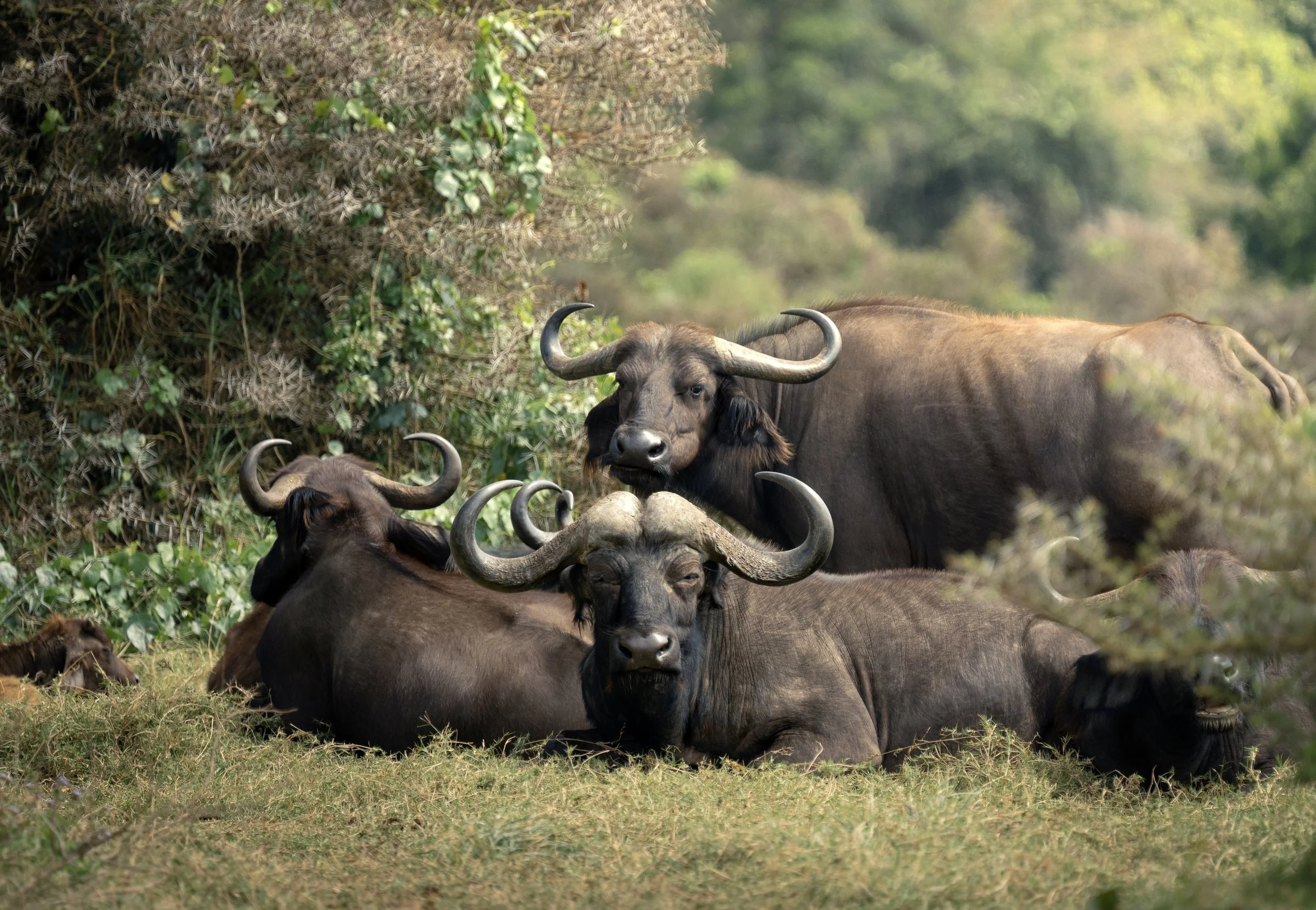African Buffalo - Arusha National Park