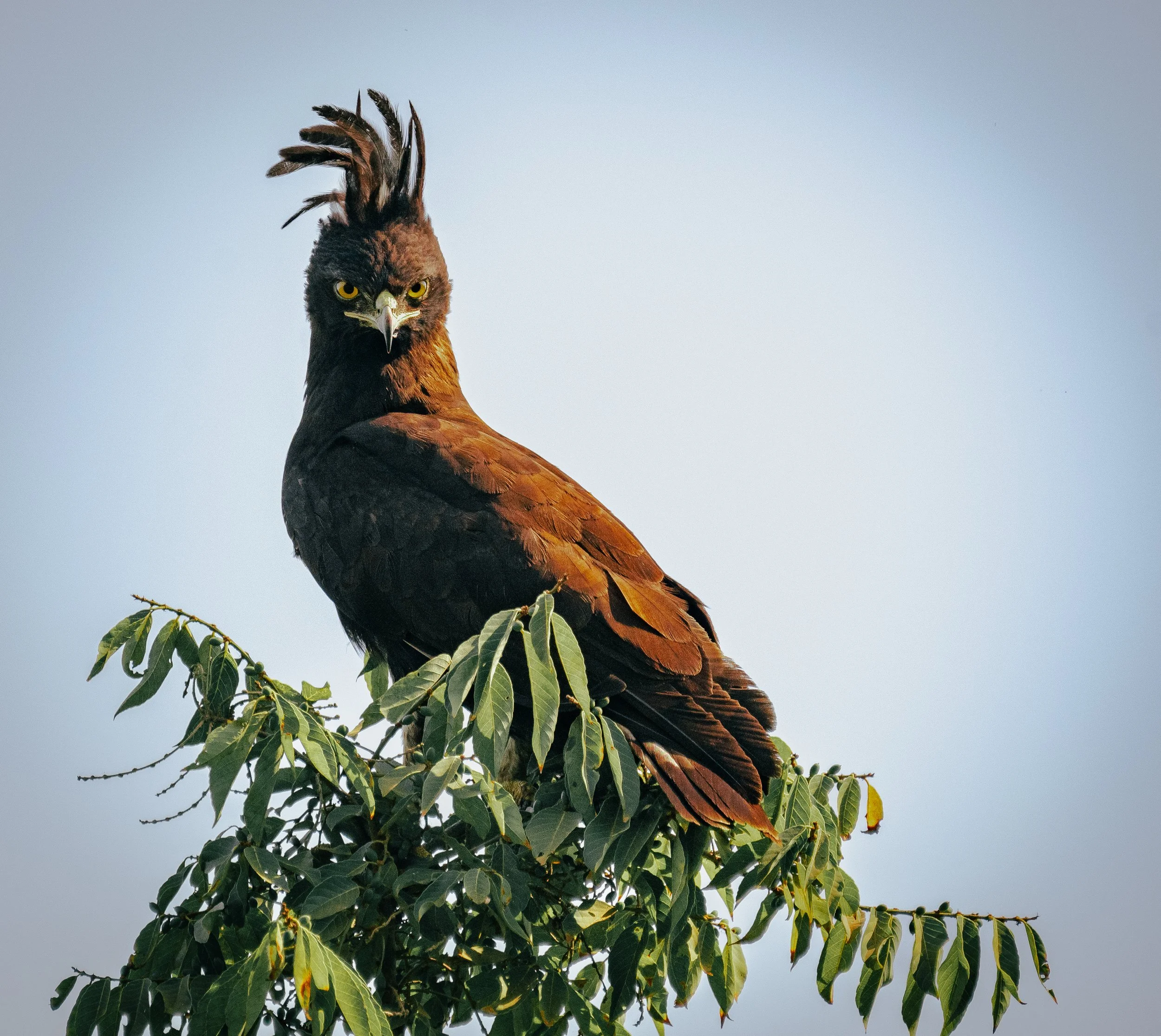Crested Eagle - Umusambi Village, Rwanda