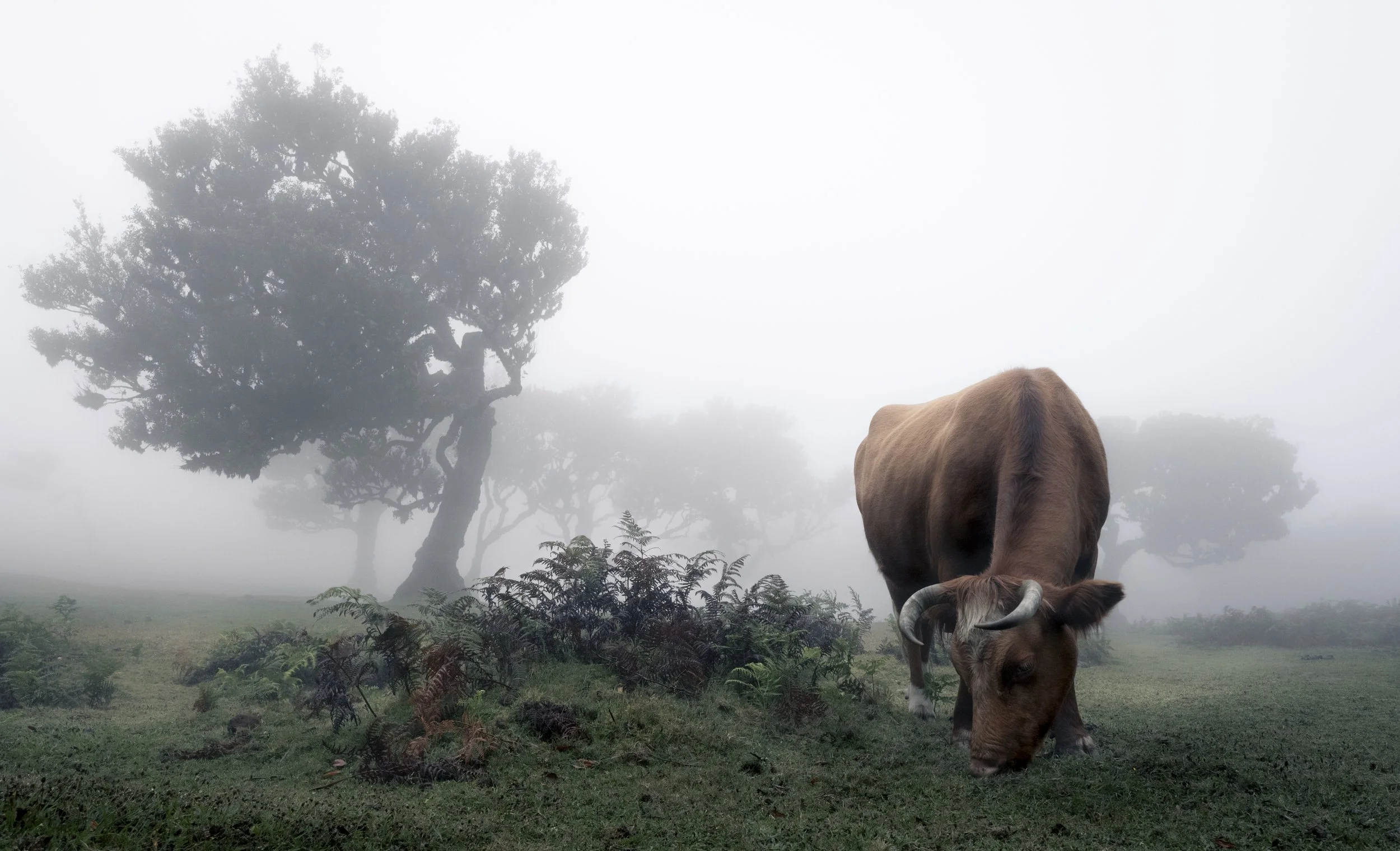 Cow - Fanal Forest, Madeira