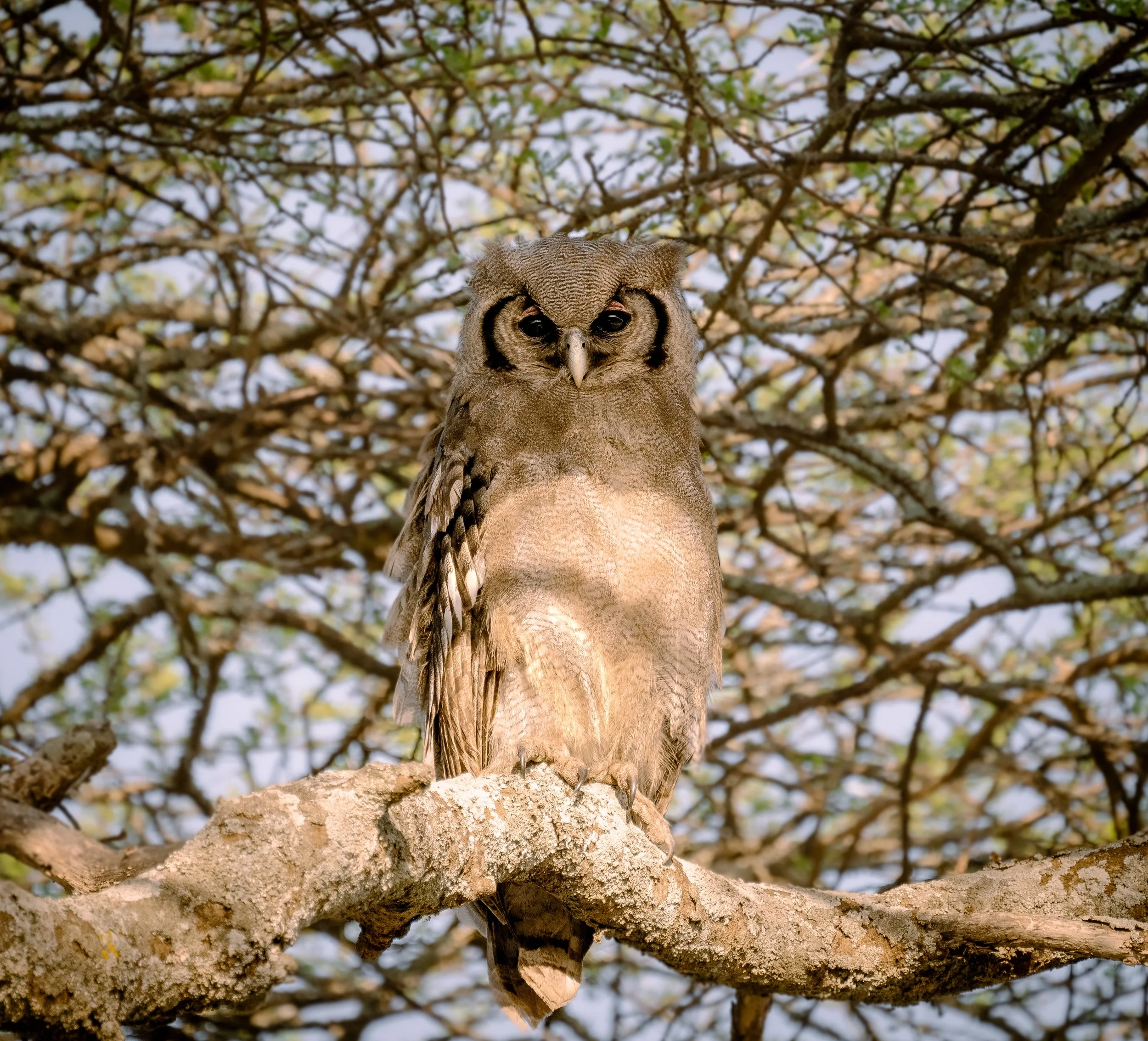 Verreaux's Eagle Owl - Serengeti National Park