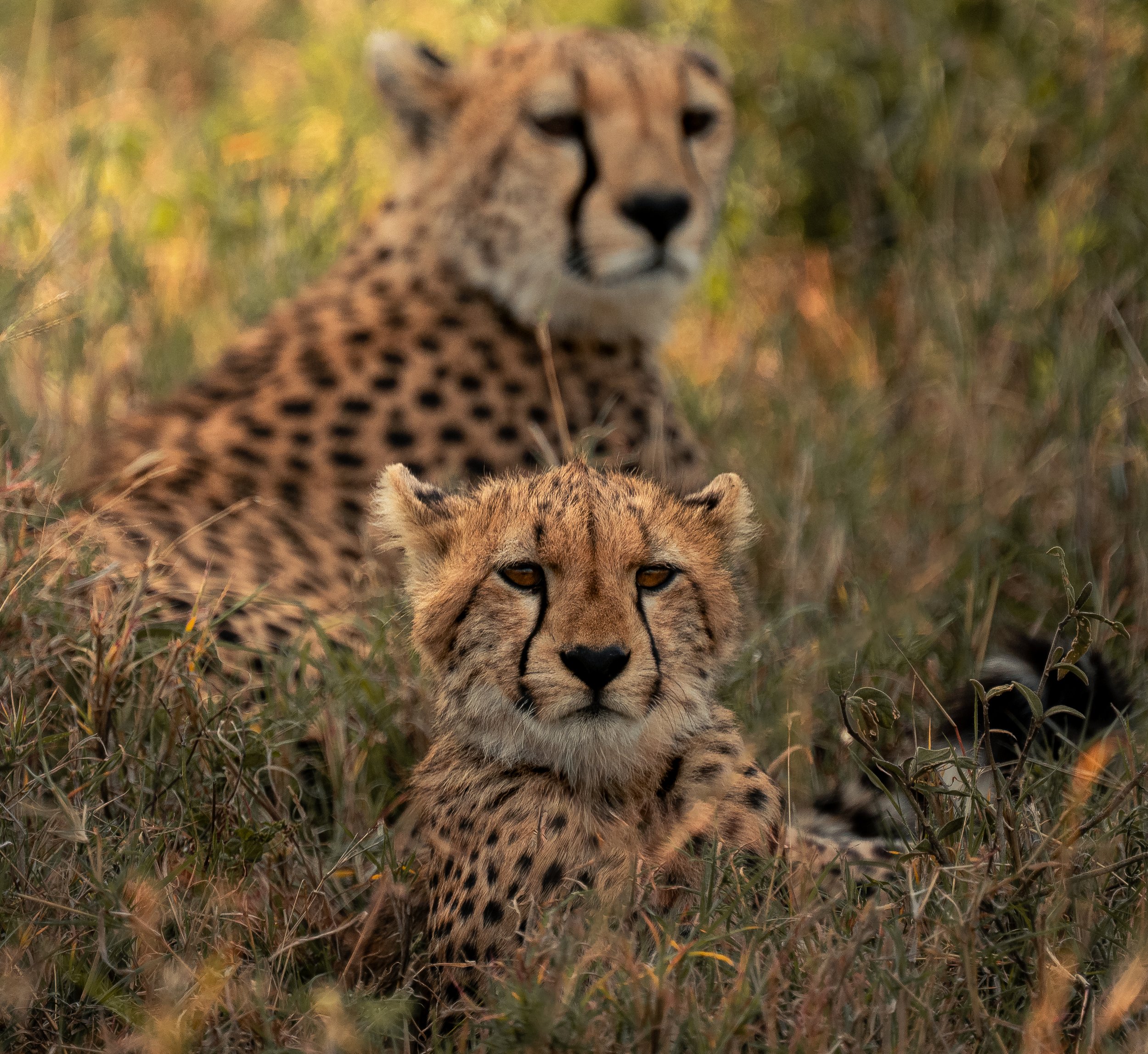 Cheetah and cub - Serengeti National Park