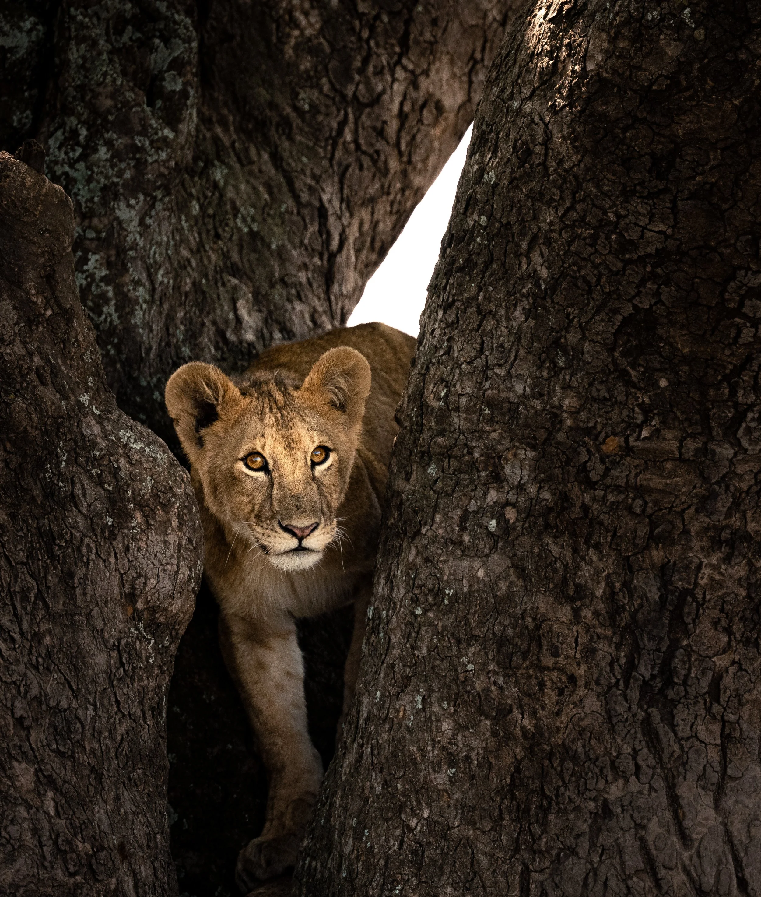 Lion cub - Serengeti National Park