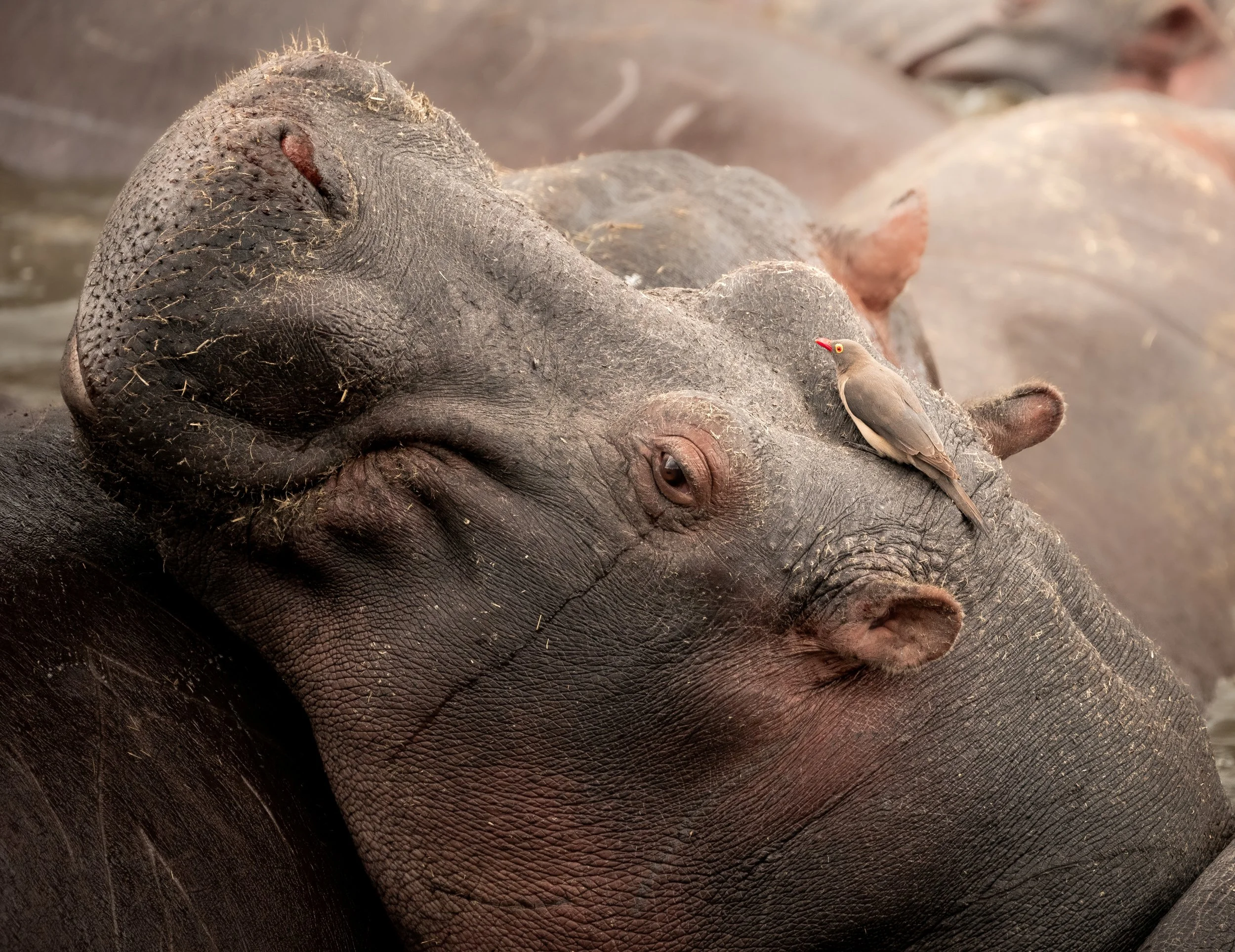 Hippo and Red Billed Ox Pecker - Serengeti National Park