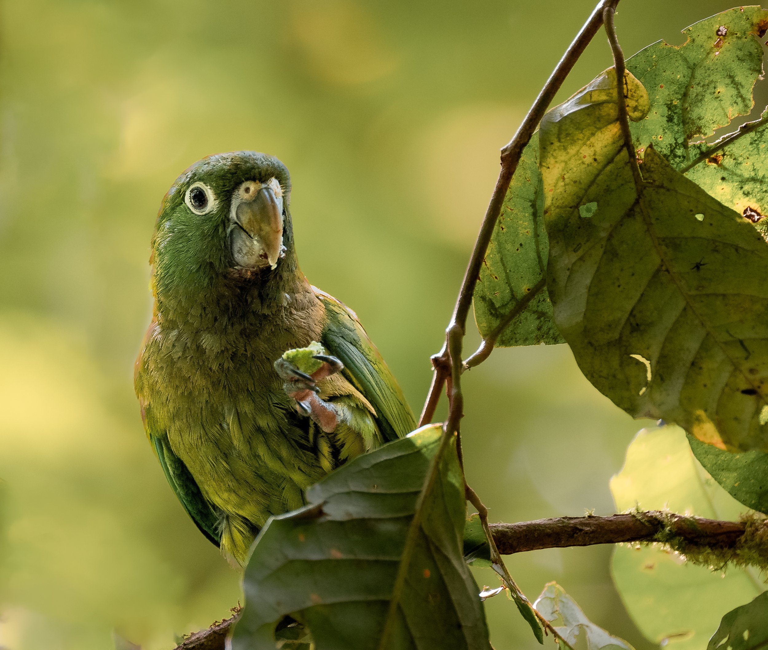 Olive-throated Parakeet - Guanacaste, Costa Rica