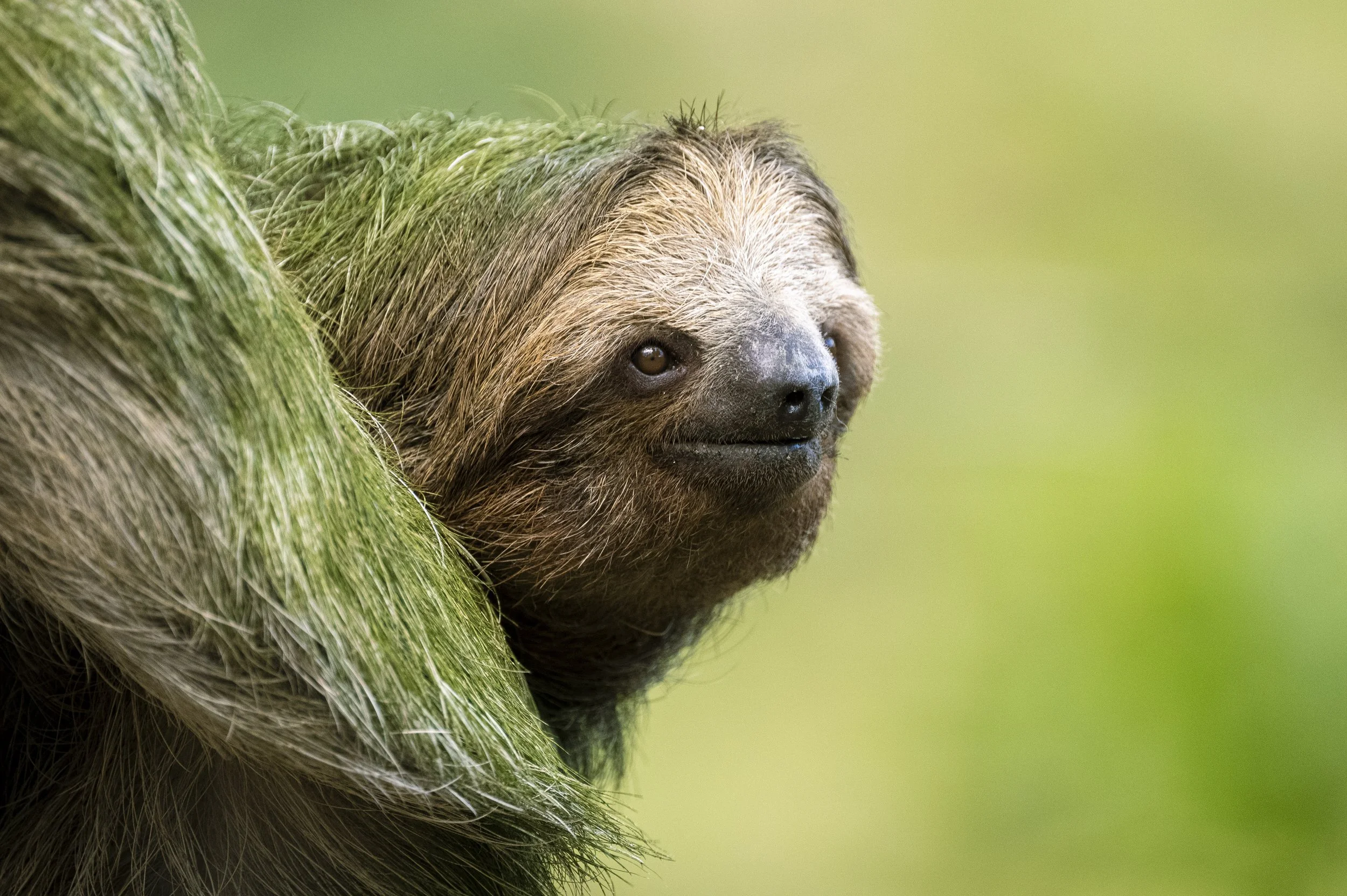 Three Toed Sloth - Guanacaste, Costa Rica