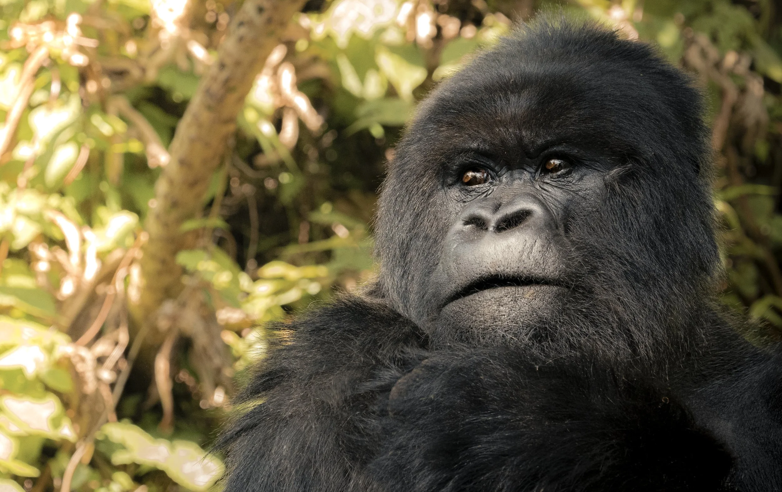 Silverback Mountain Gorilla - Volcanoes National Park
