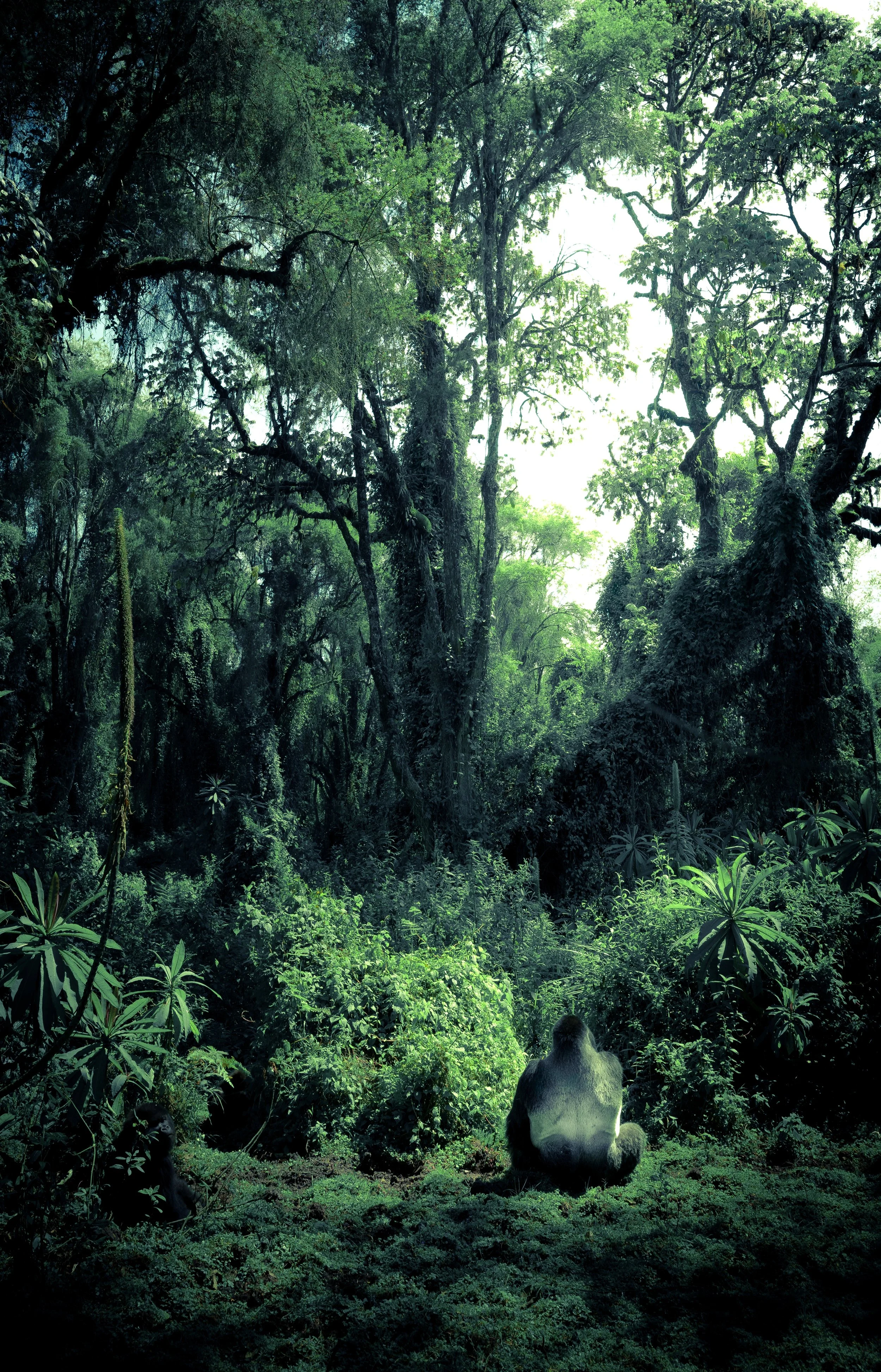 Mountain Gorilla - Volcanoes National Park
