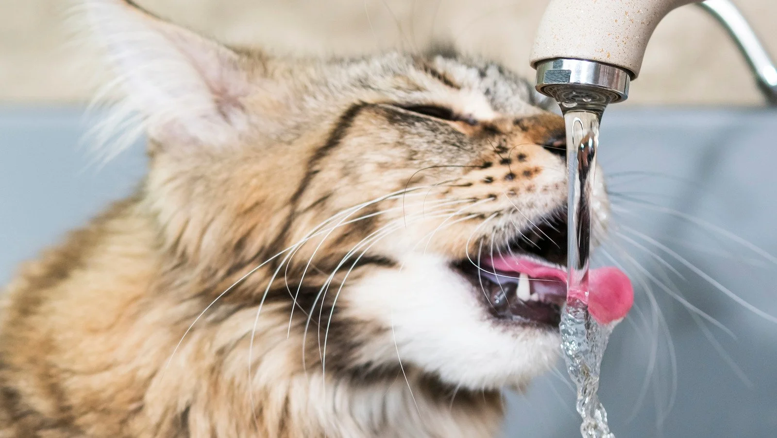Is Your Cat Dehydrated?