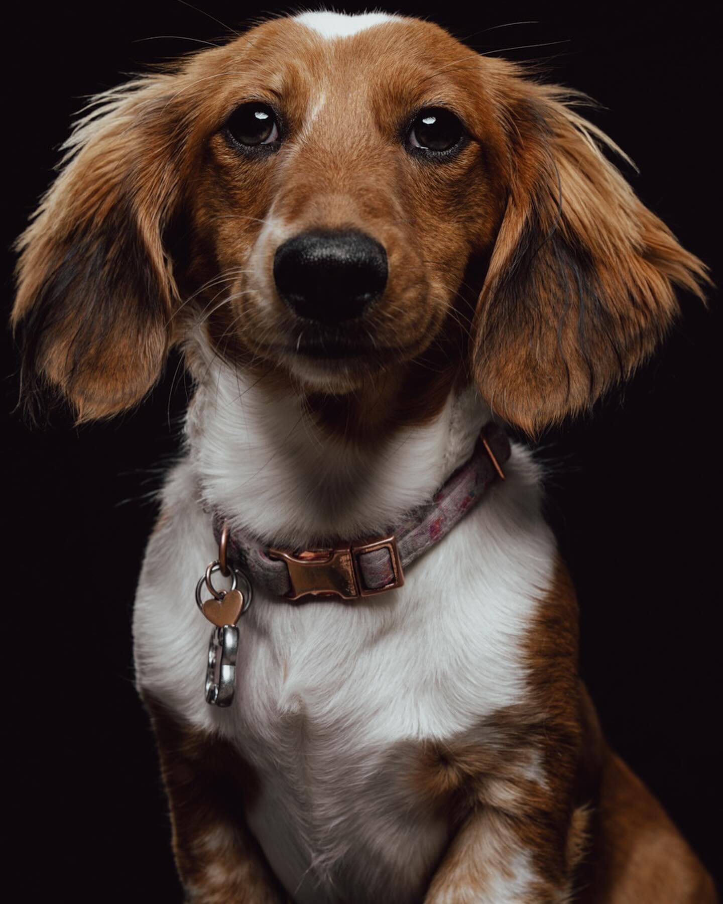 Meet Canolli, the weiner dog! 🐾 📸 Just wrapped up my first pet photoshoot and Canolli crushed it.

Looking for more furry models to capture some awesome moments. If your pet loves the camera, DM me. Let&rsquo;s create some great shots together.

#P