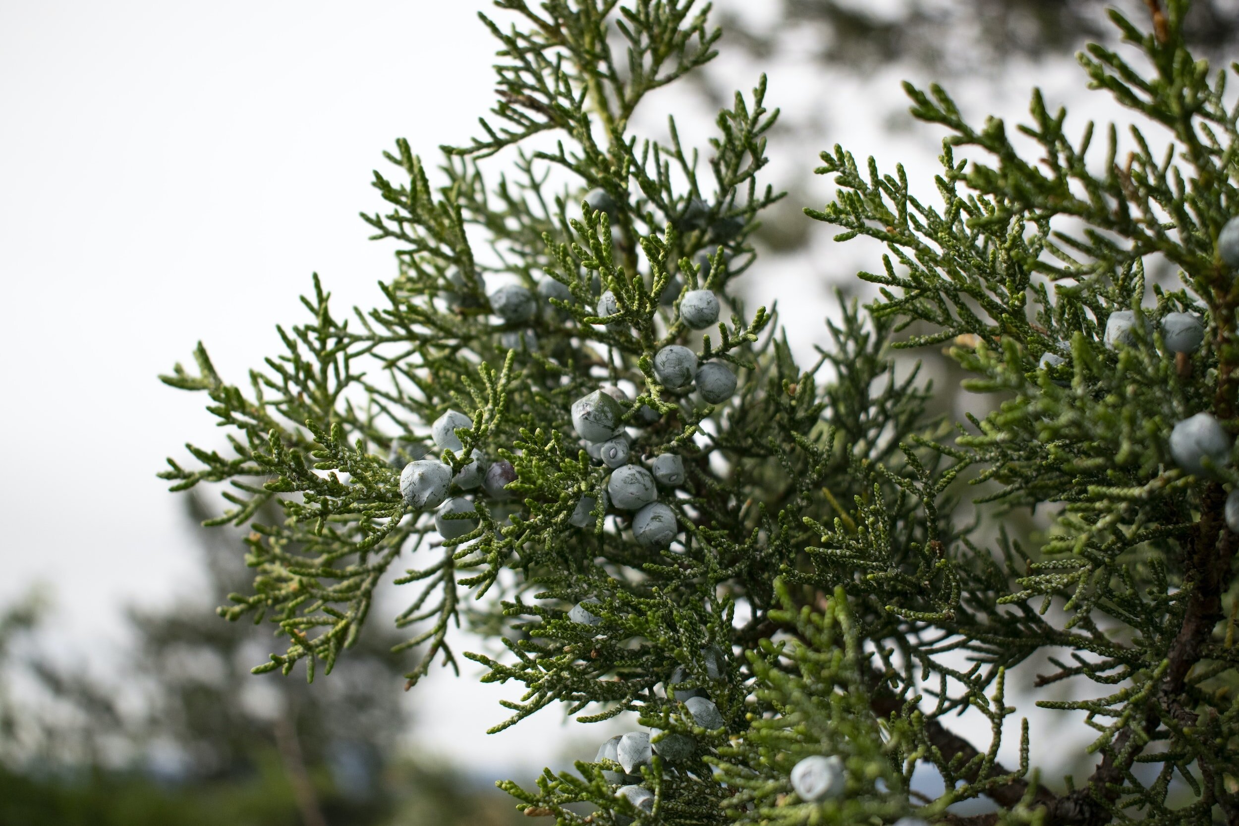 Close-up of a juniper branch with green needles and blue juniper berries.