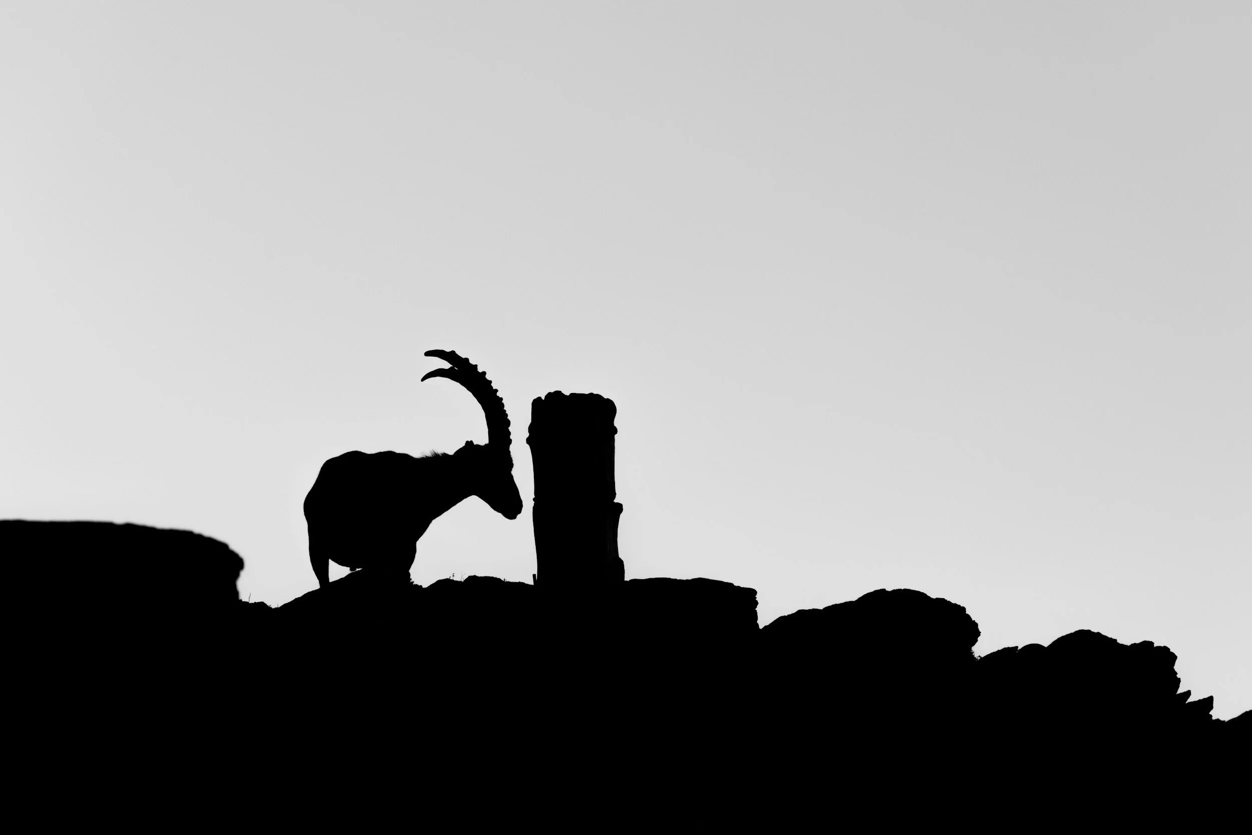 The SeaGoat | Capricorn Season 2025–26