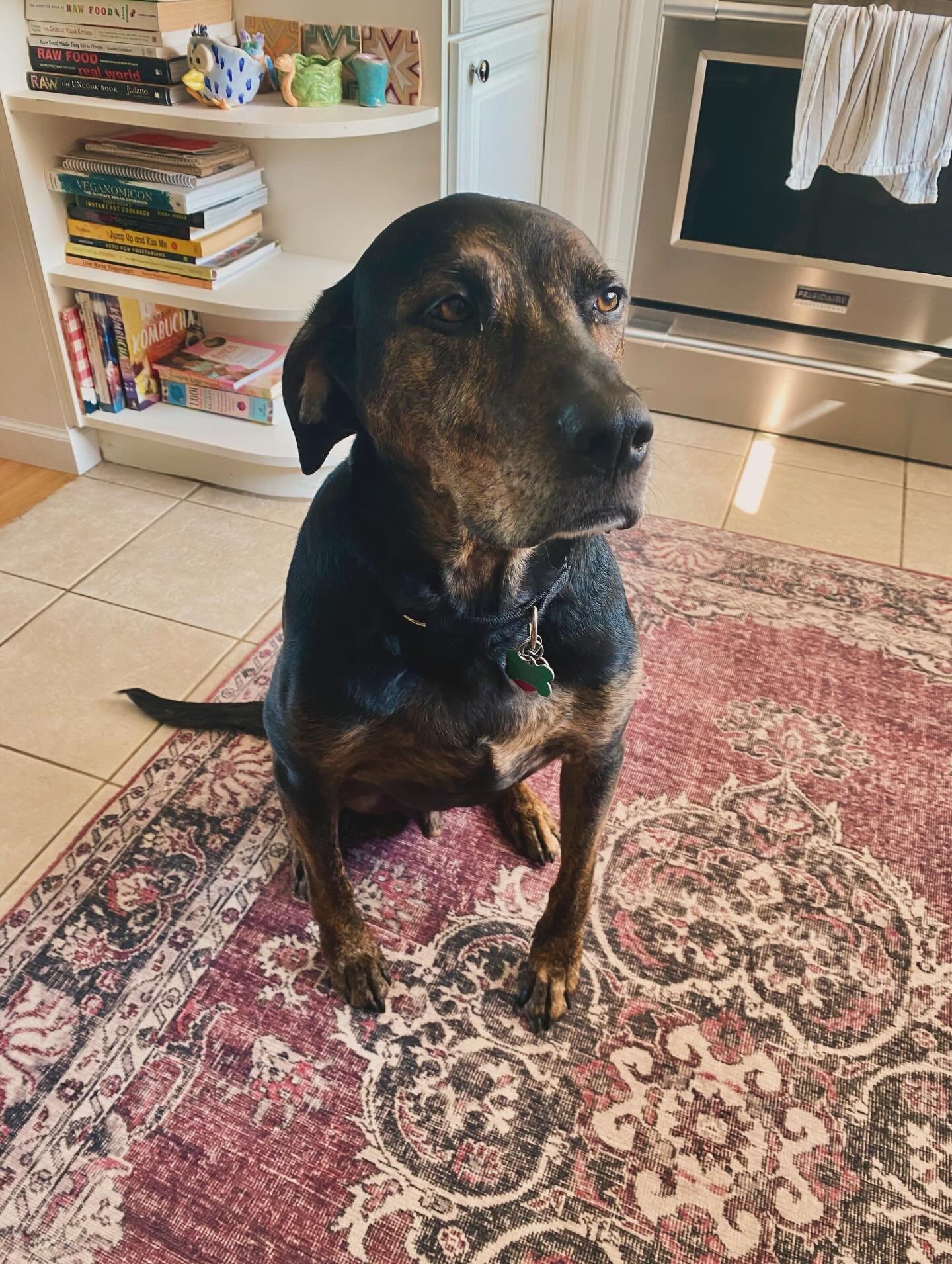 One year ago, we started a trial adoption. I&rsquo;d been wanting to adopt a dog again for many years, but timing just never felt right. Then this guy happened along. 

I cast a Horary and against my better judgment, said yes. I asked the oracle what