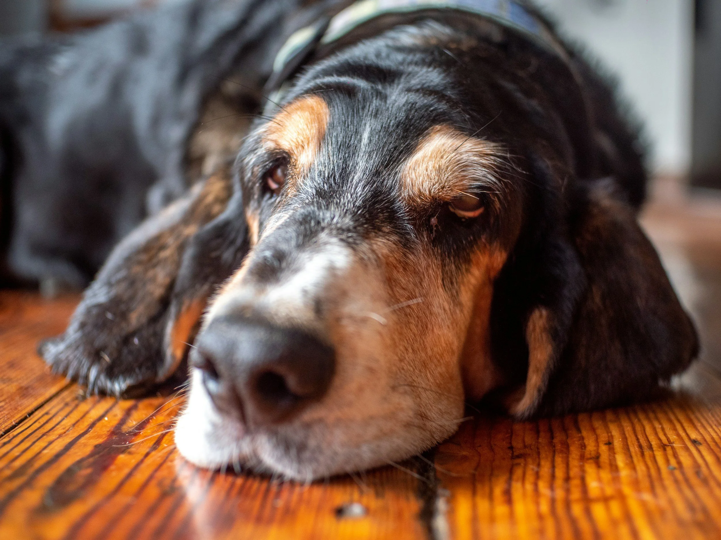 My Dog as Guru | Ten Lessons from Life with a Reactive Rescue Dog 