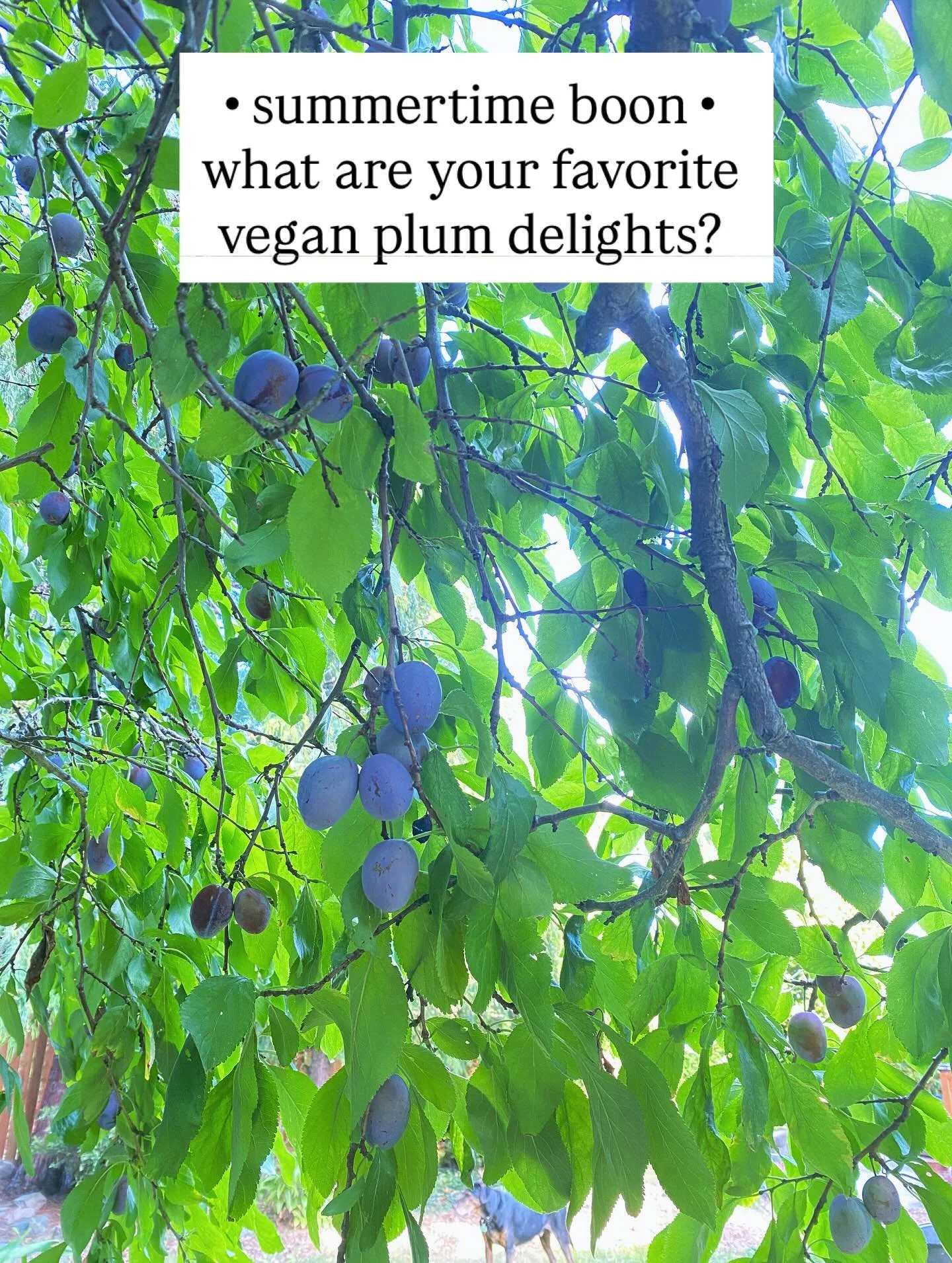 Behold the bounty of these glorious summertime gems. Harvest is pending their peak ripeness. But with a careful eye toward the timing of nature&rsquo;s gatherers and scavengers, who are also awaiting the fruits&rsquo; peak. 
.
Frankly, it&rsquo;s bee