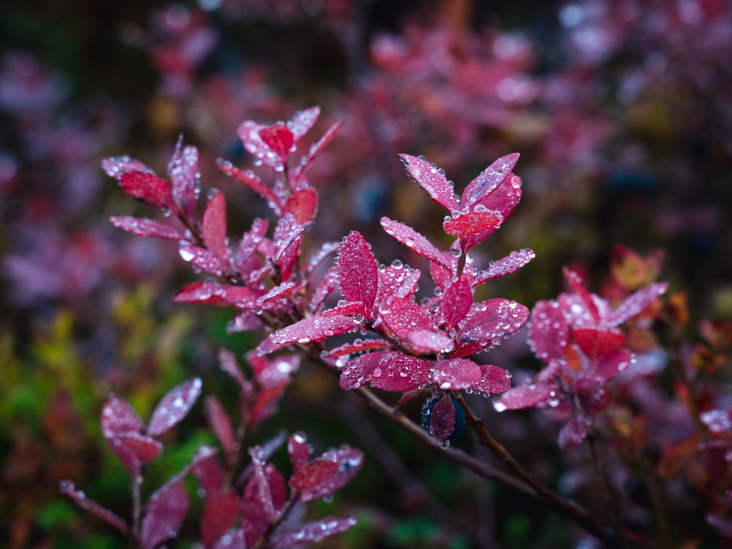 DSC03521.jpg