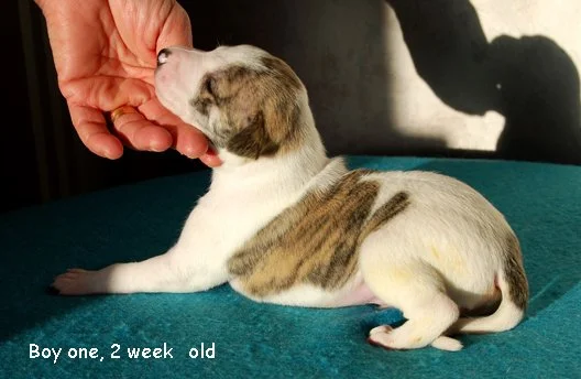 DSC_0393_Boy_1_2_weeks_old.jpg