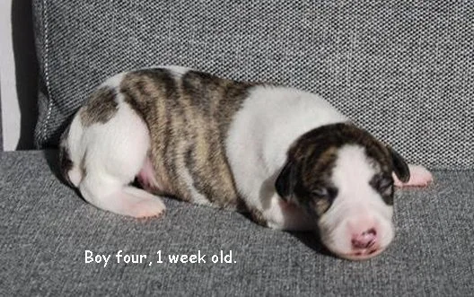 Boy_four_1_week_old_maj_2015.jpg