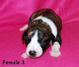 DSC_0167_female3_right_2weeks.jpg
