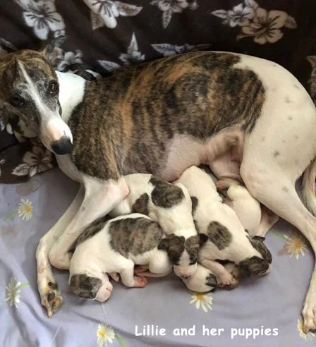 lilly_and_puppies_2018.jpg