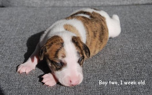 Boy_two_1_week_old_maj_2015.jpg