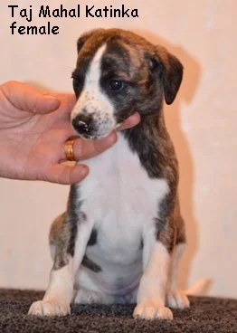 186_female2_left_5weeks_Katinka.jpg