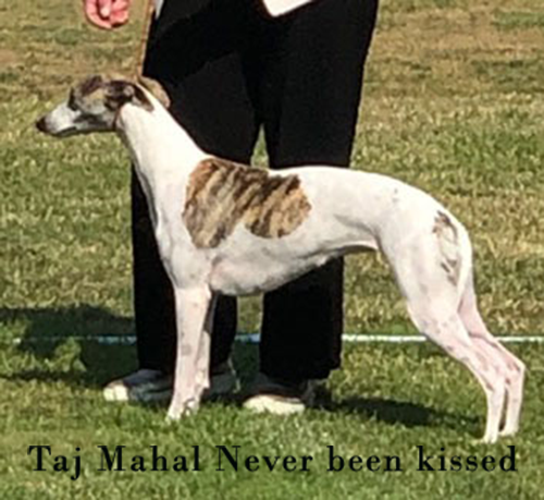 till valpannons med pan.png